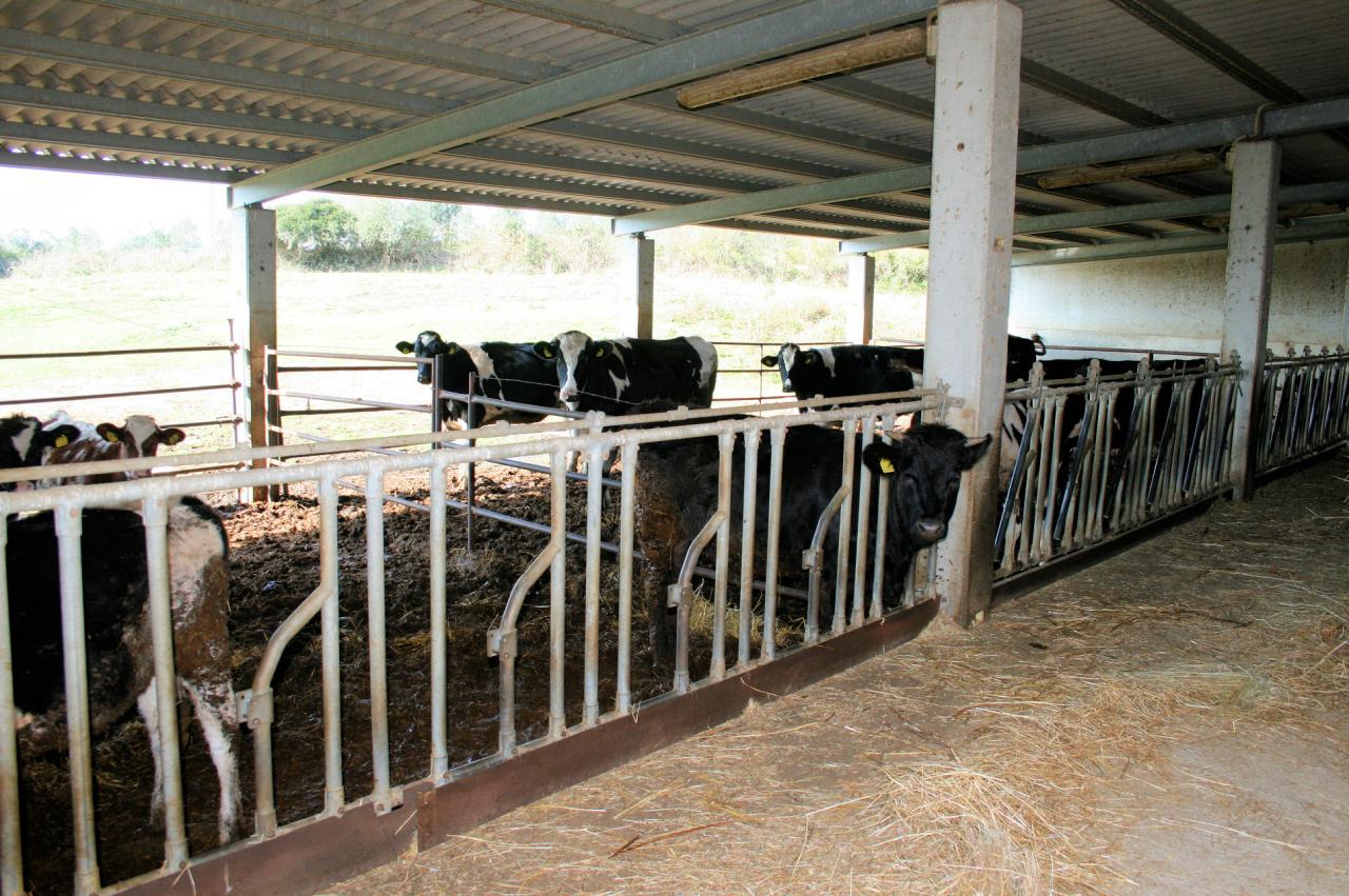 Azienda agricola in posizione collinare e panoramica in vendita a Magliano in Toscana, Montiano