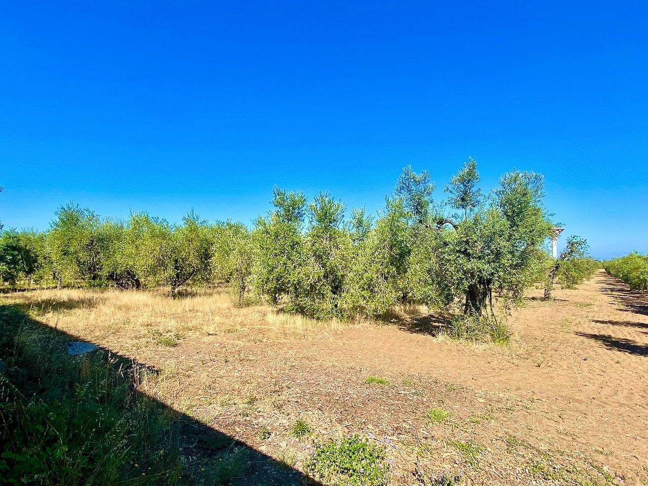 Rustico con annesso agricolo da ristrutturare in vendita a Castagneto Carducci
