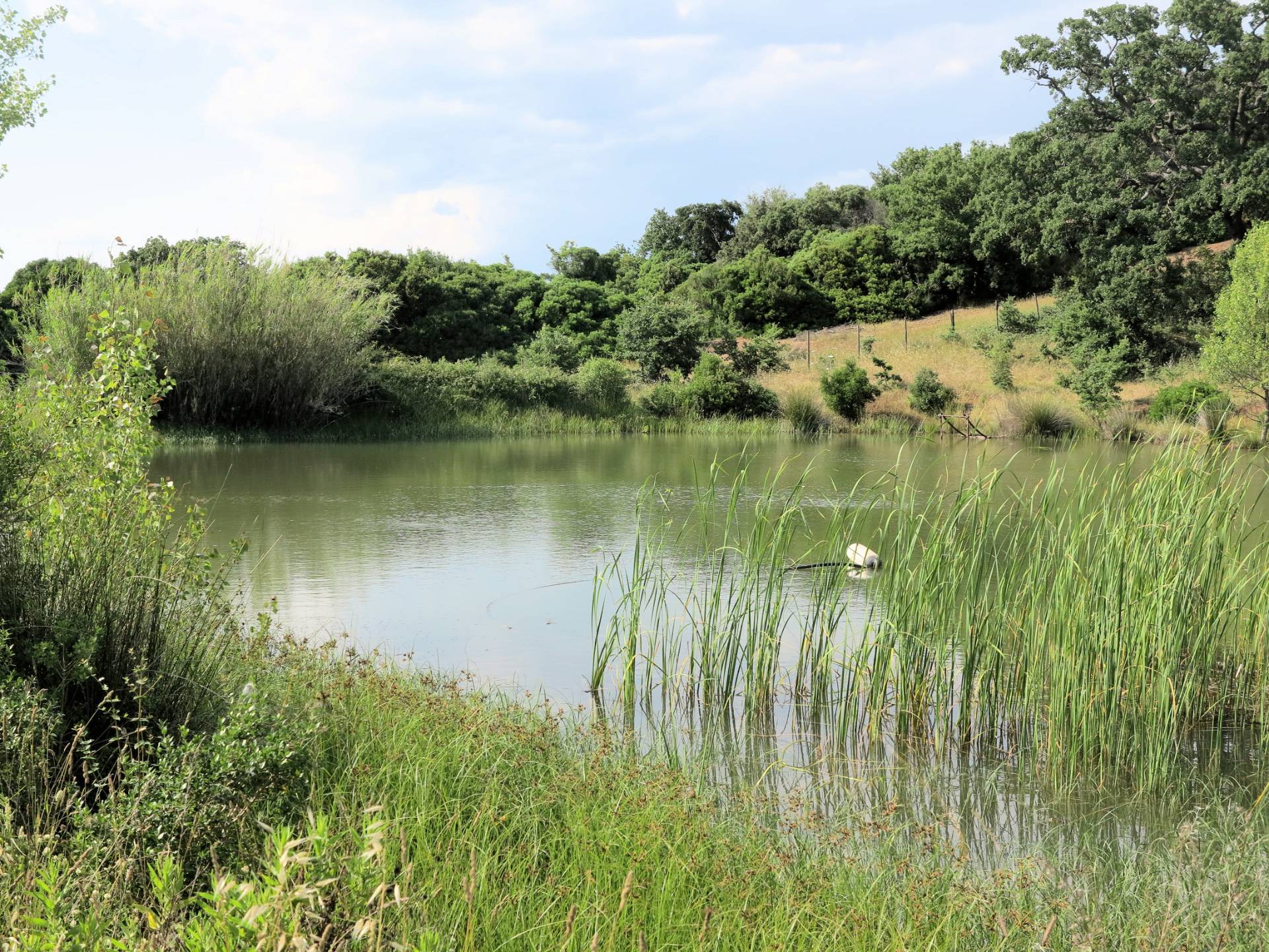Azienda agricola in posizione collinare con vista mare in vendita a Magliano in Toscana, Montiano