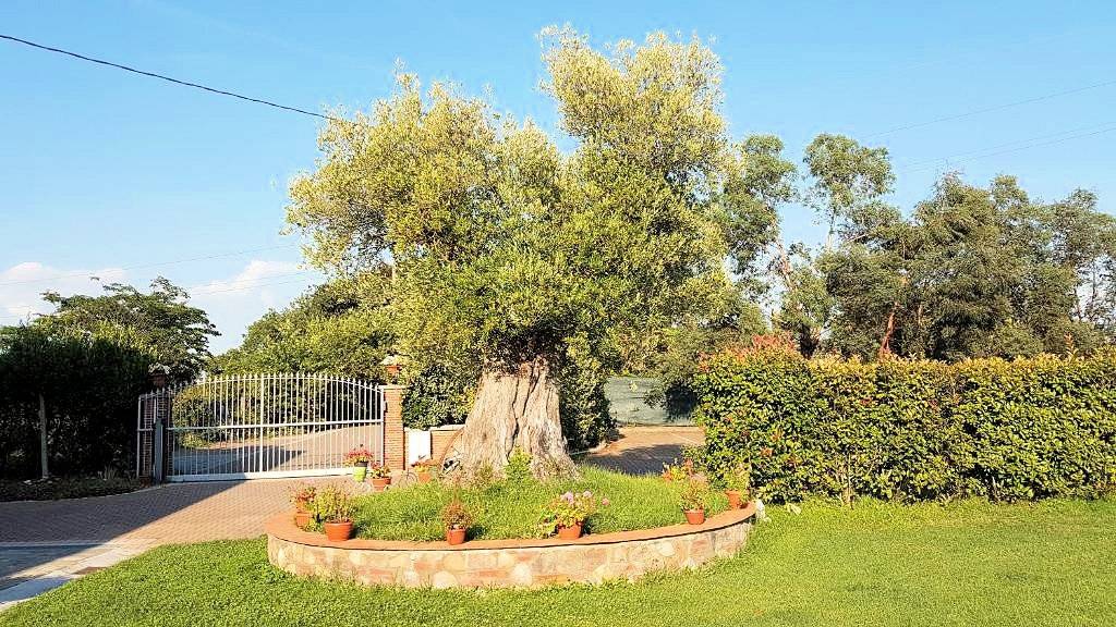 Casale ristrutturato con parco e piscina in vendita a Altopascio