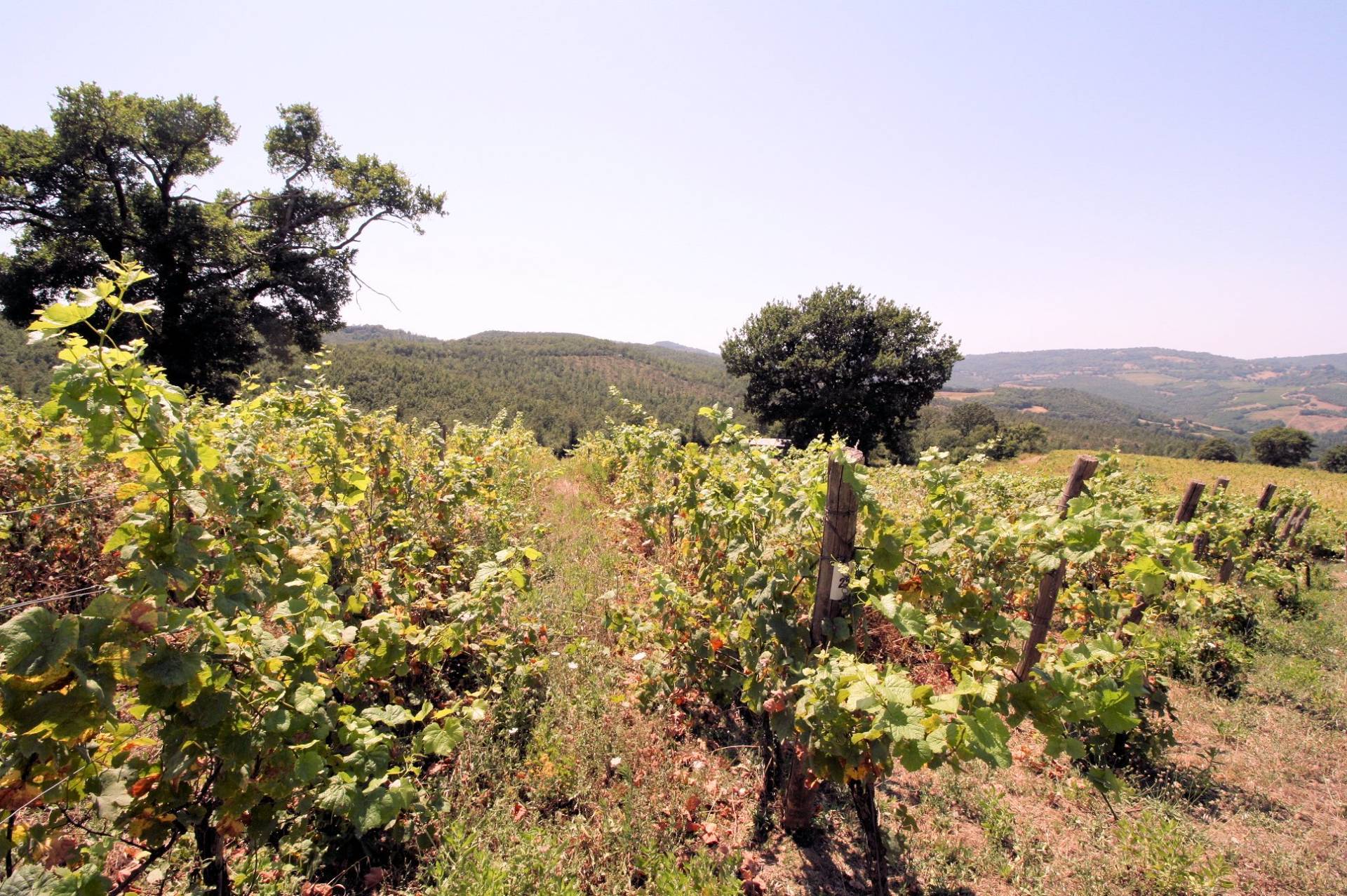 Azienda vitivinicola con produzione di vini di alta qualita' in posizione collinare con vista panora