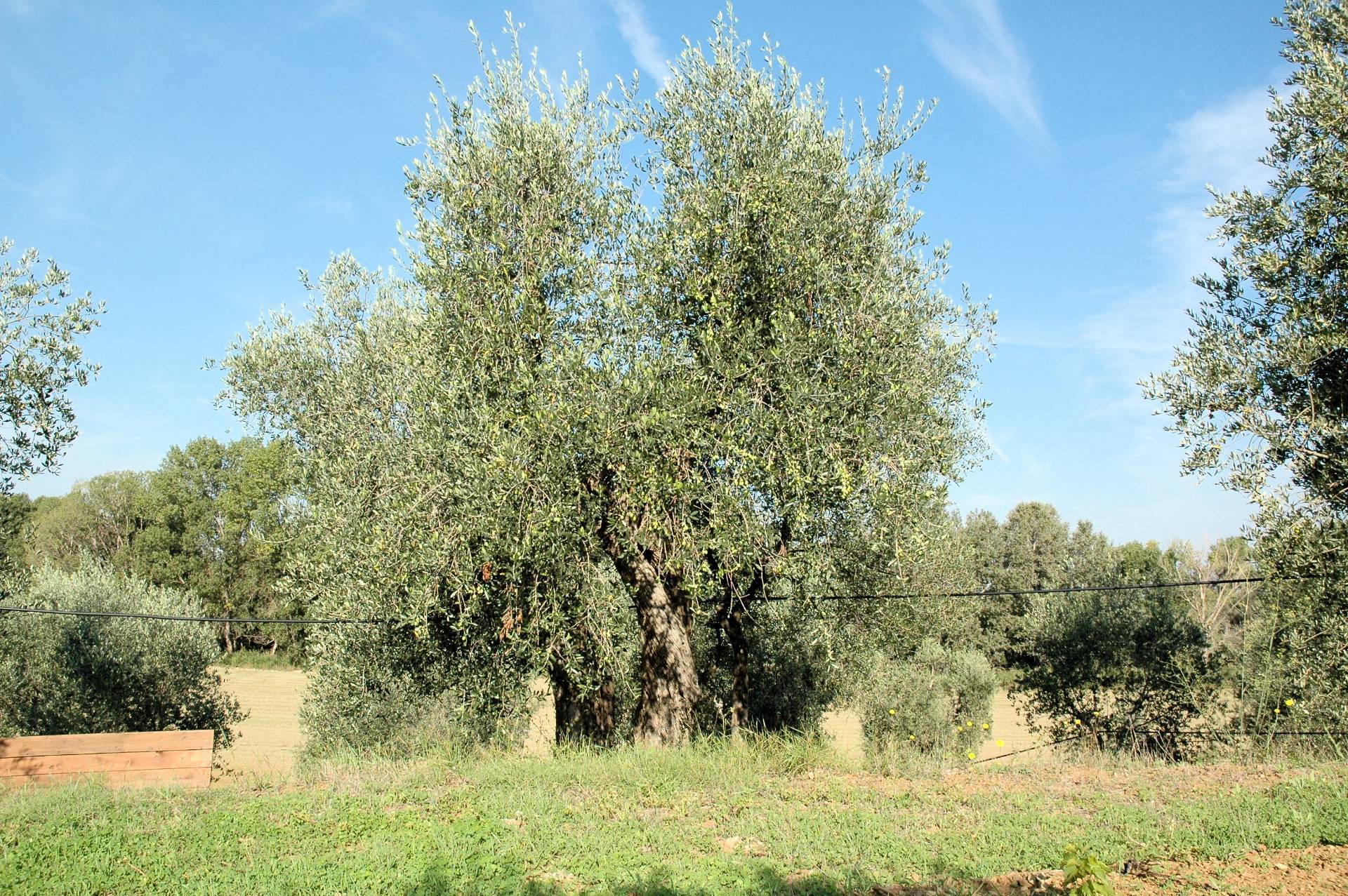 Casale con oliveto vicino a Grosseto in vendita a Grosseto