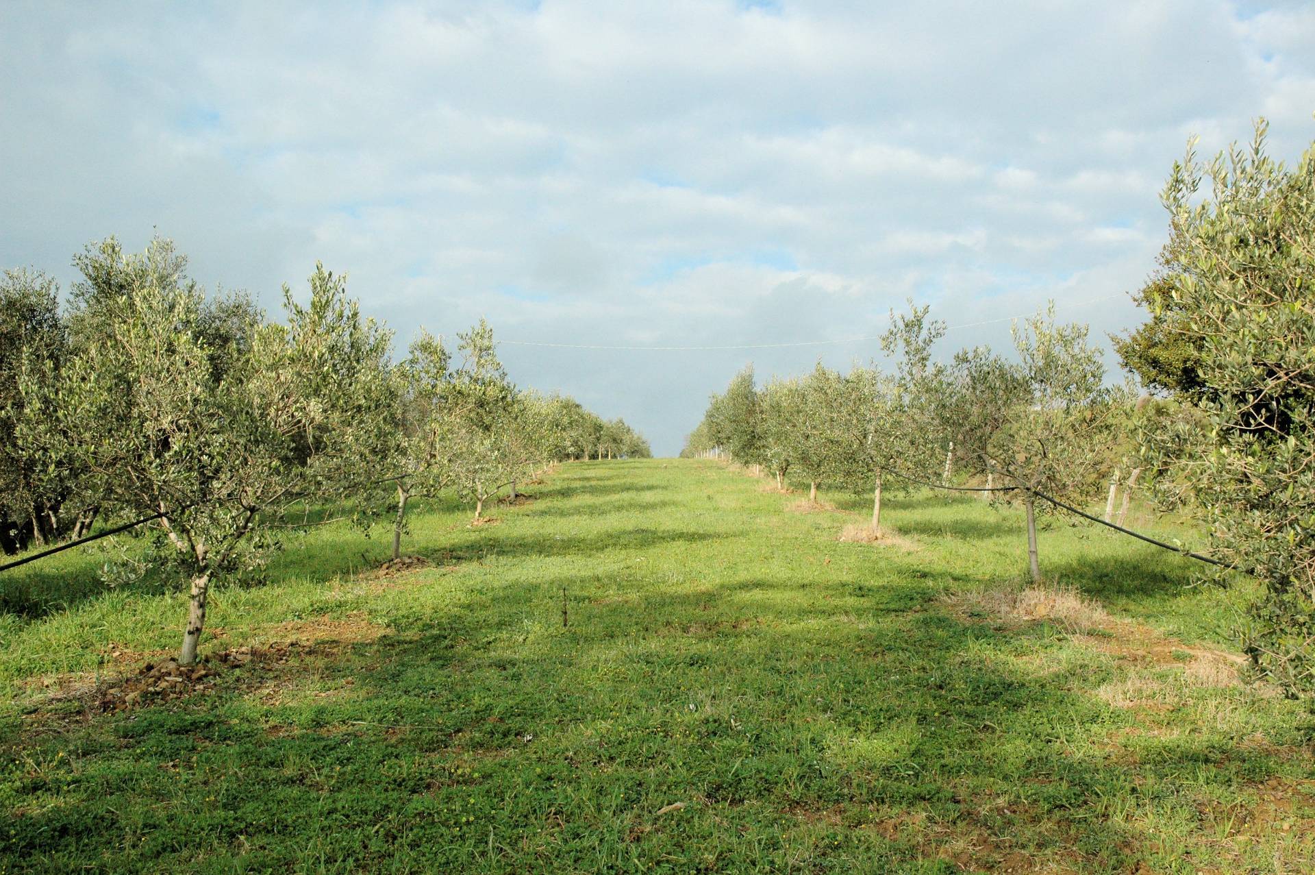 Casale con oliveto vicino a Grosseto in vendita a Grosseto