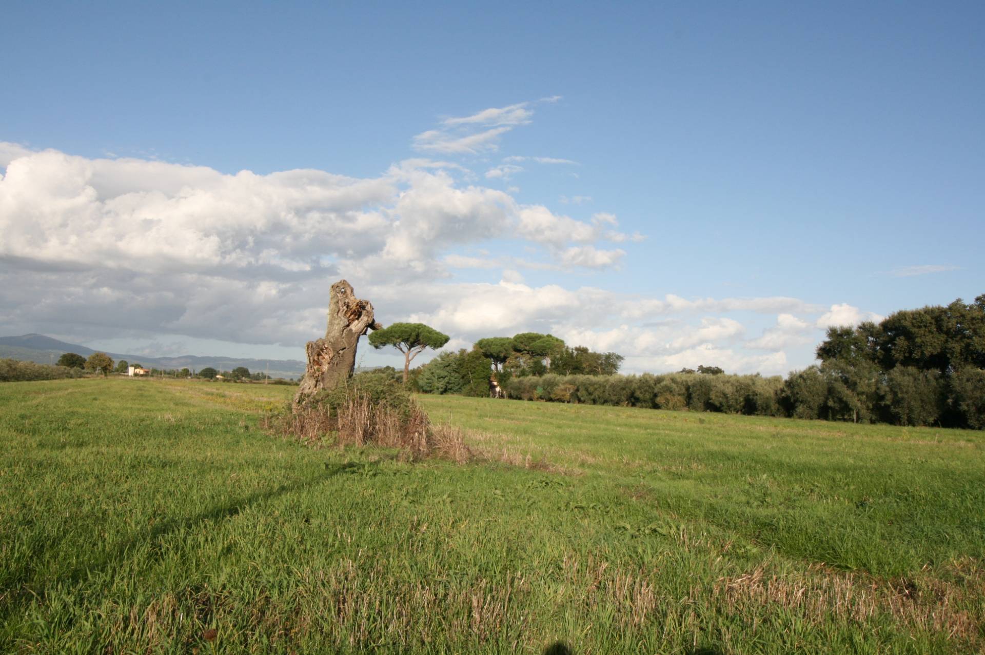Piccolo podere nella pianura Maremmana in vendita a Roccastrada