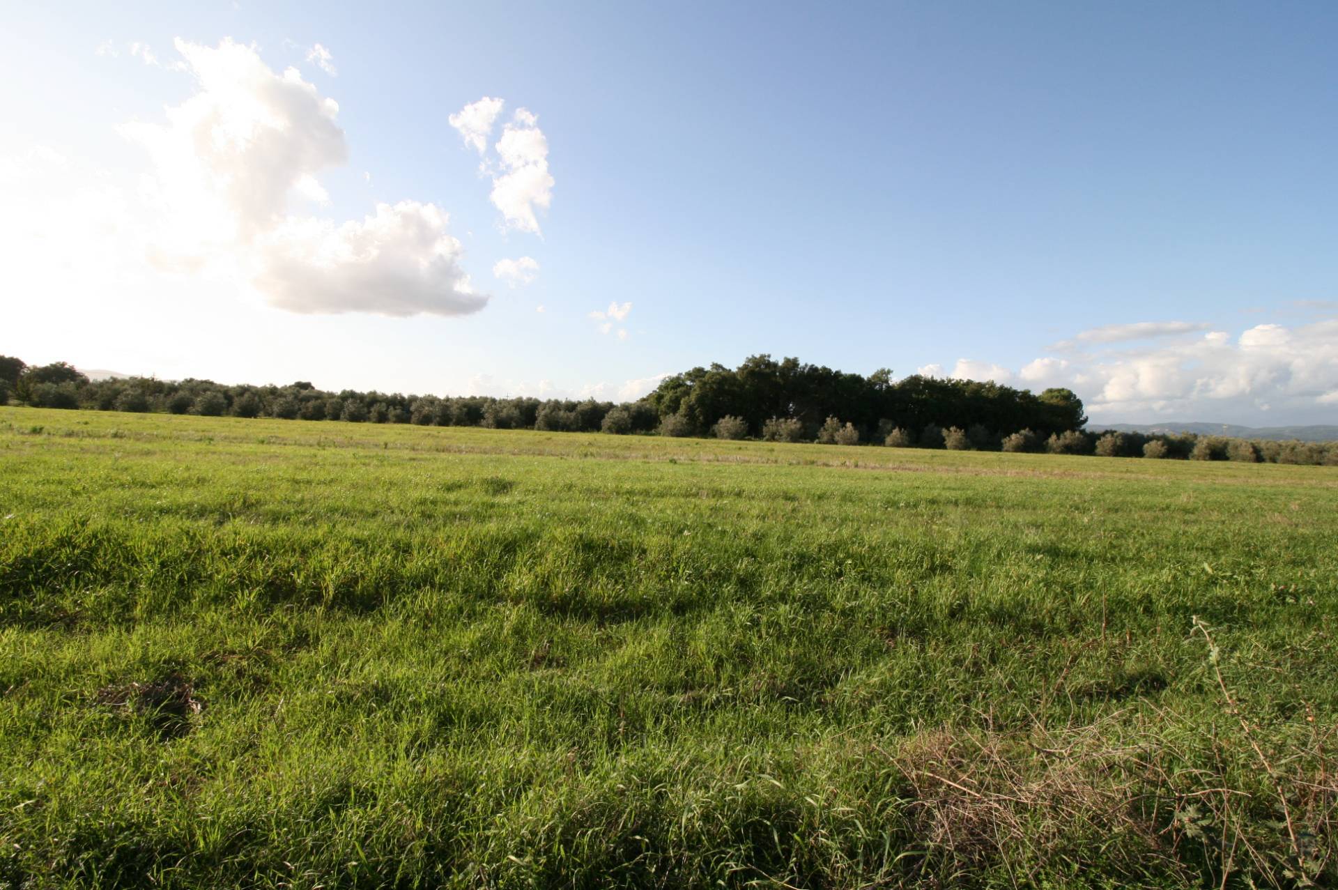 Piccolo podere nella pianura Maremmana in vendita a Roccastrada