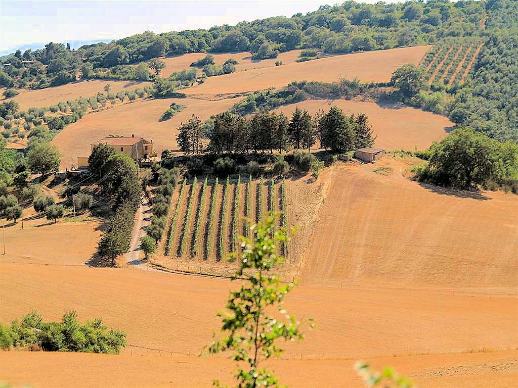Podere da ristrutturare con ampio terreno in posizione panoramica in vendita a Magliano in Toscana, 