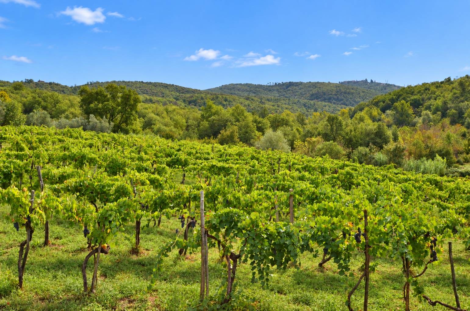 Complesso colonico in posizione panoramica con piscina e ampio terreno in vendita a Bucine