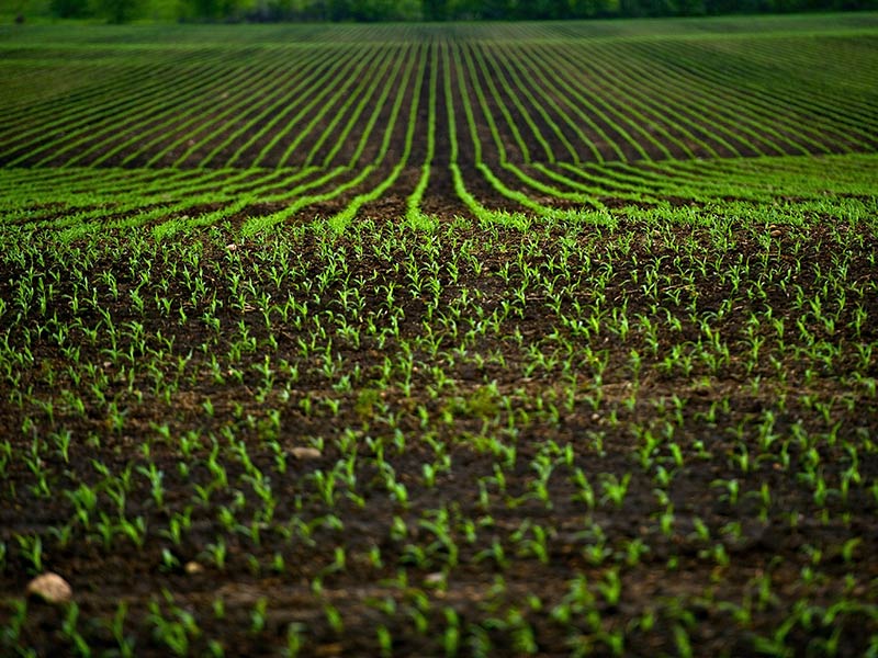 Terreno in vendita a Vaglia