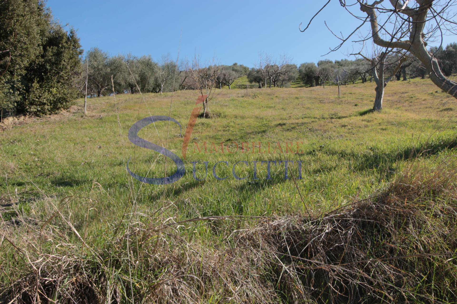 Terreno Agricolo in vendita a Tortoreto, Tortoreto Alta