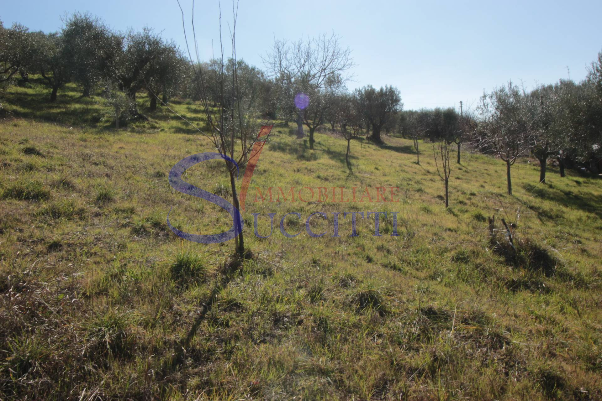 Terreno Agricolo in vendita a Tortoreto, Tortoreto Alta