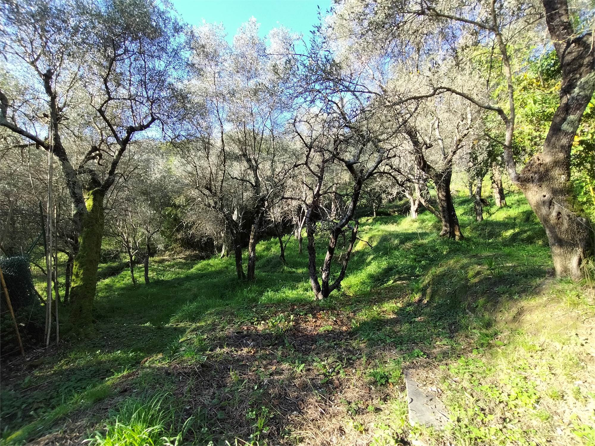 Villa con giardino a Ortonovo