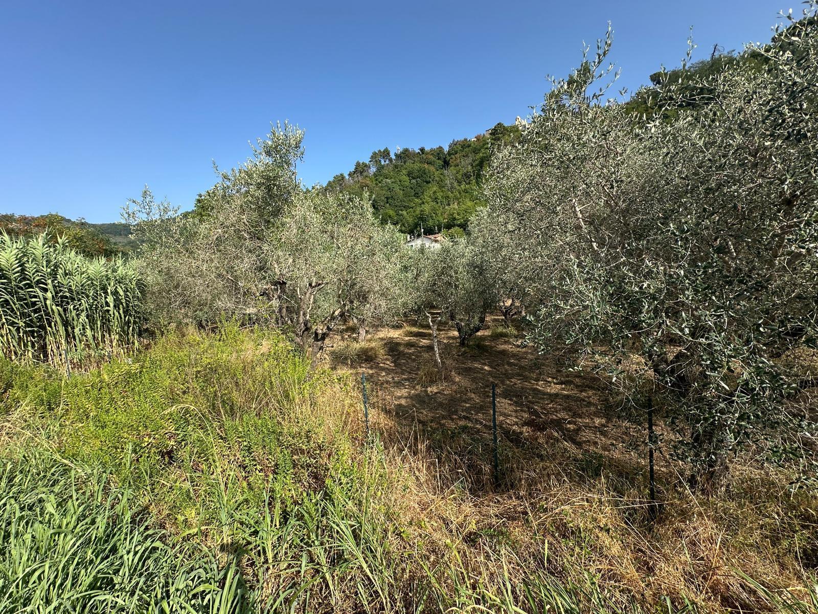 Terreno Edificabile in vendita a Ortonovo