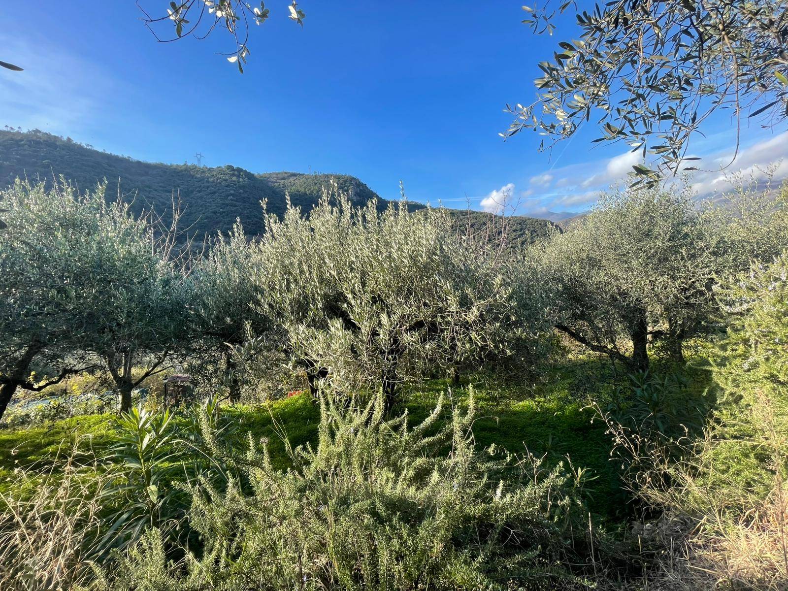 Terreno edificabile in vendita a Giustenice