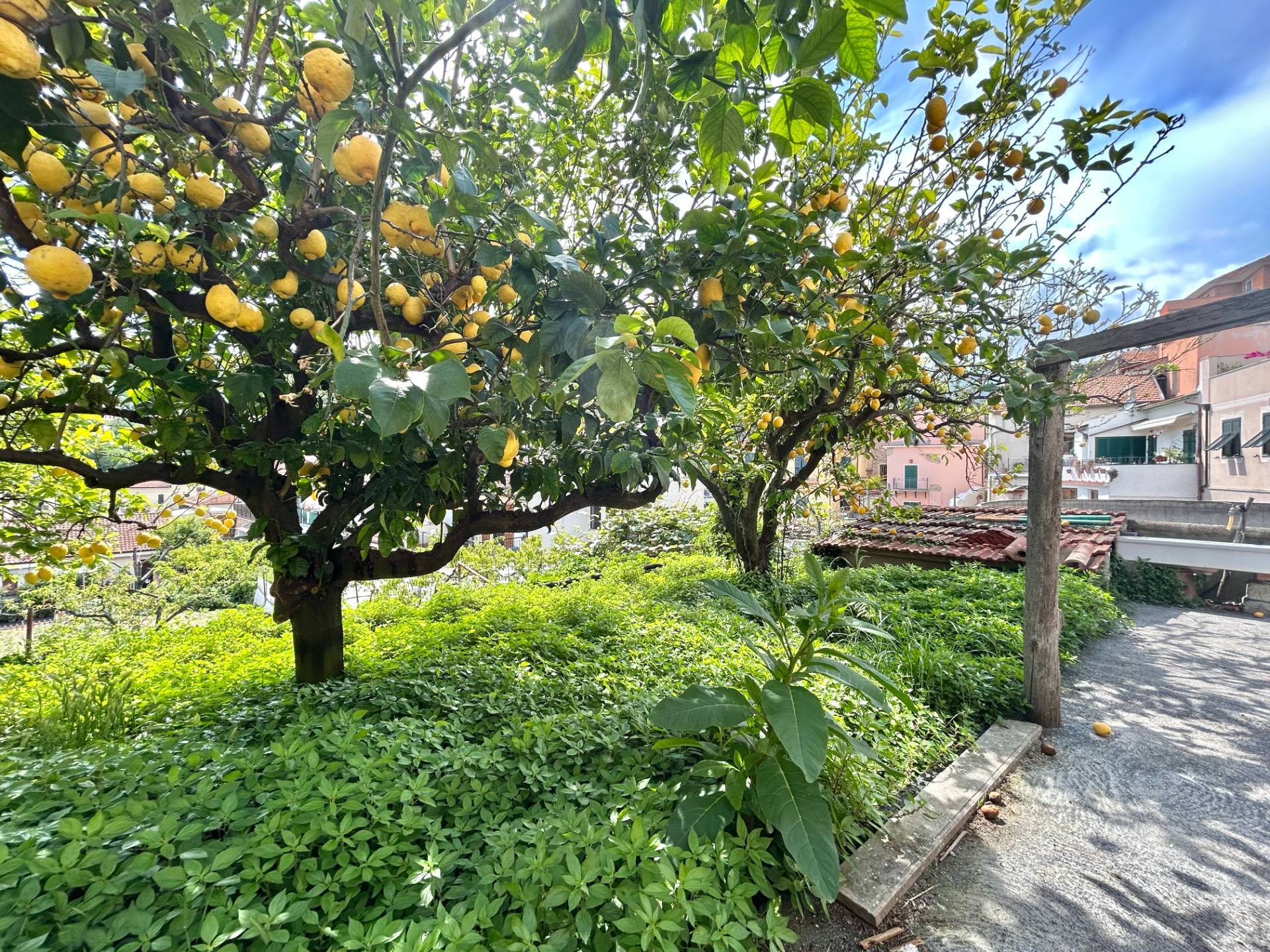 Terreno Agricolo in vendita a Tovo San Giacomo
