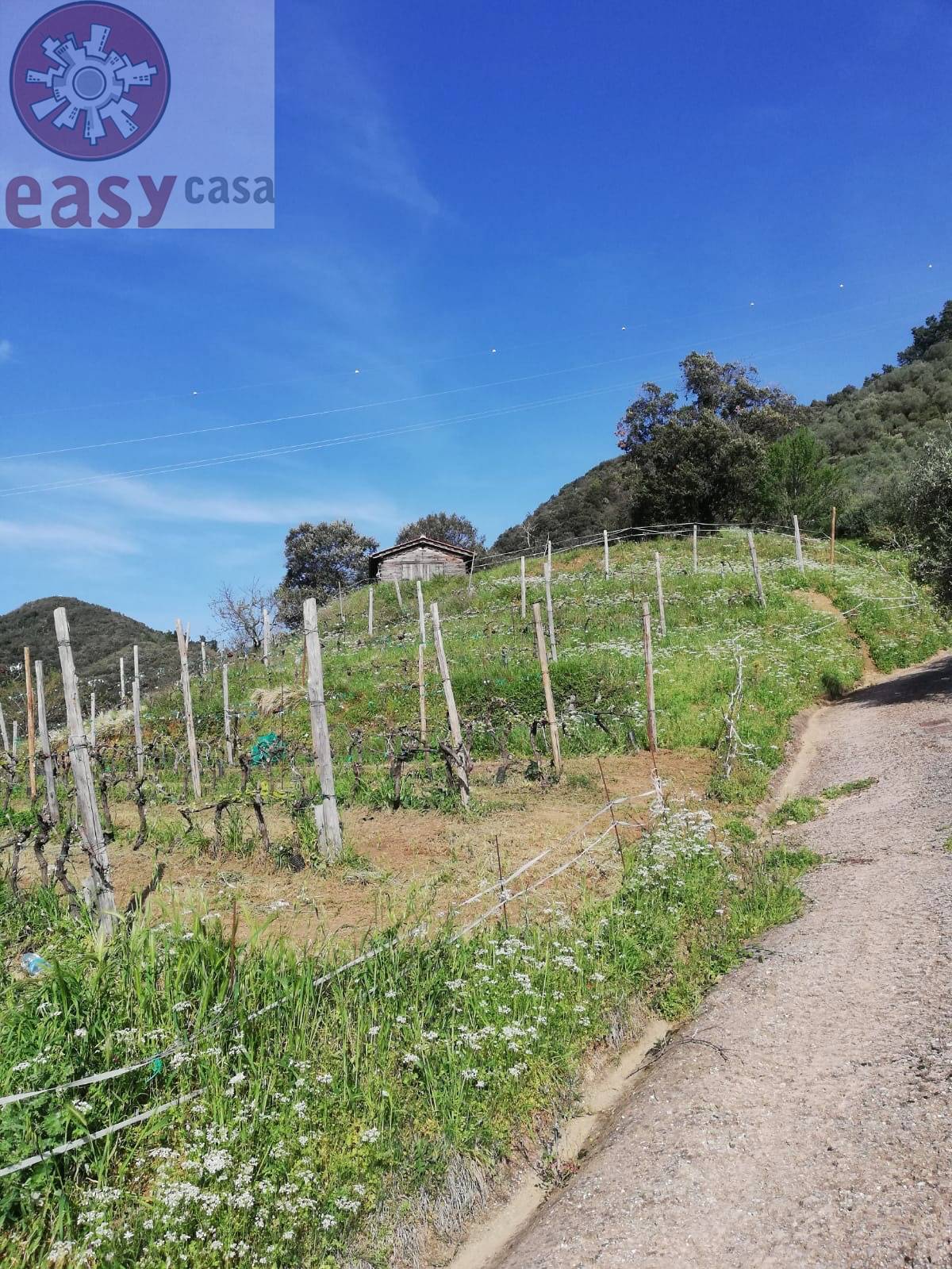 Rustico in vendita a Lucca, Colline