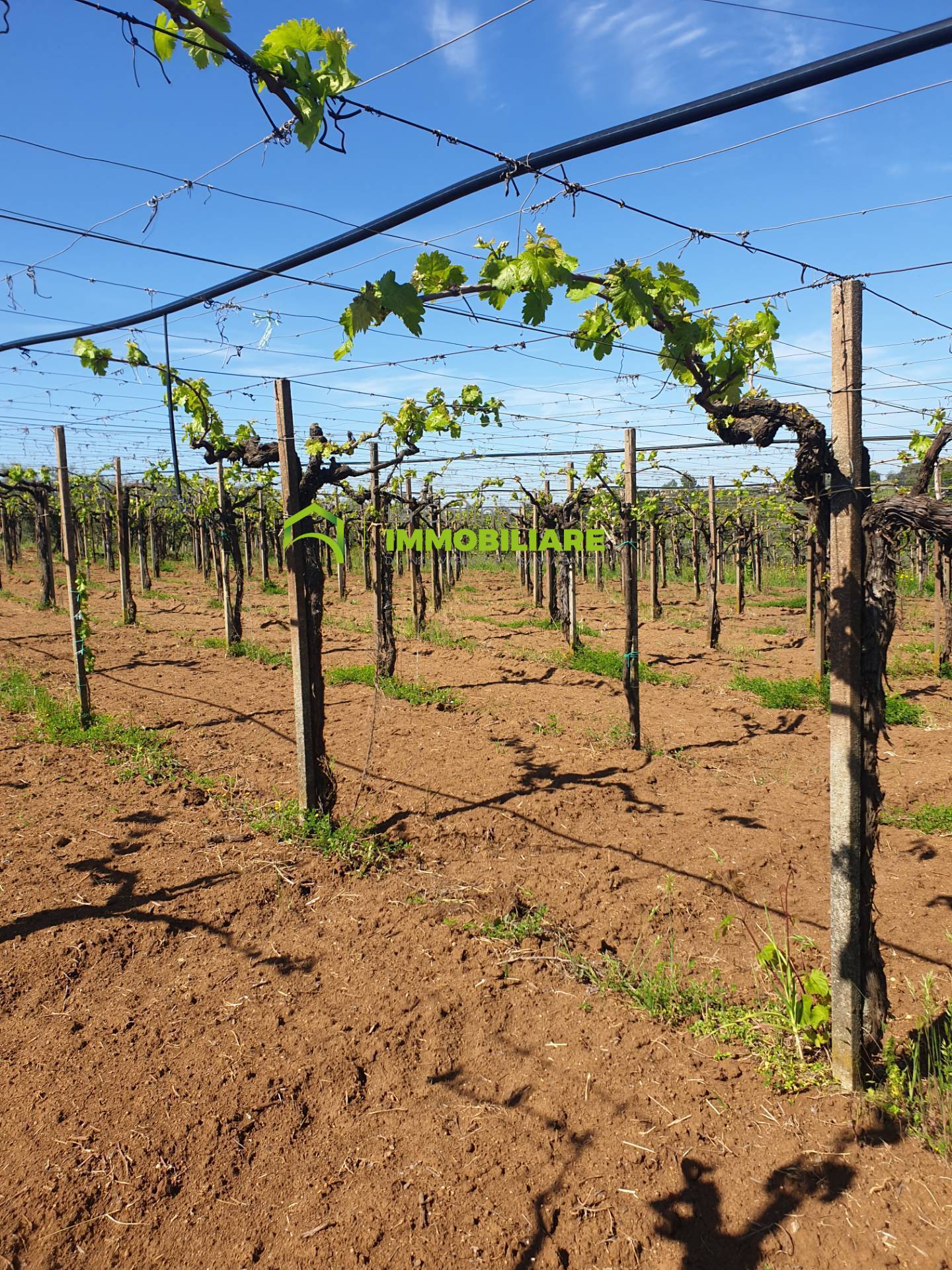 Terreno Agricolo in vendita a Cisterna di Latina