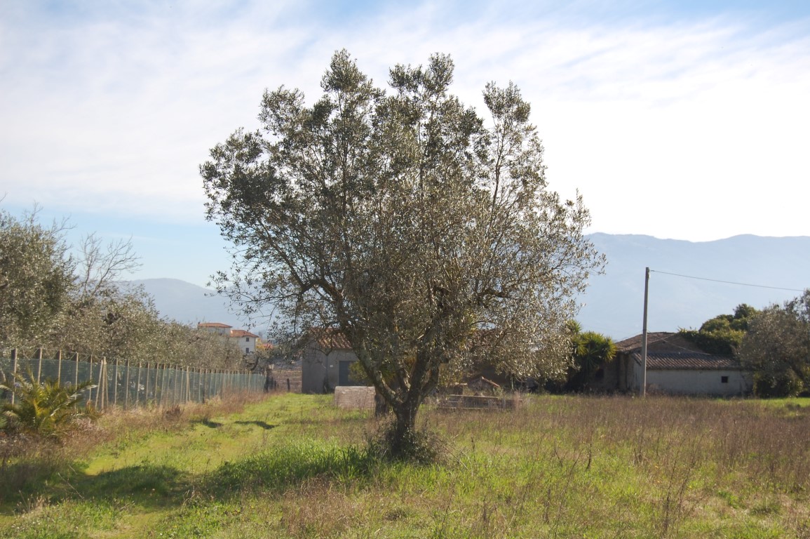 Terreno Agricolo in vendita a Velletri