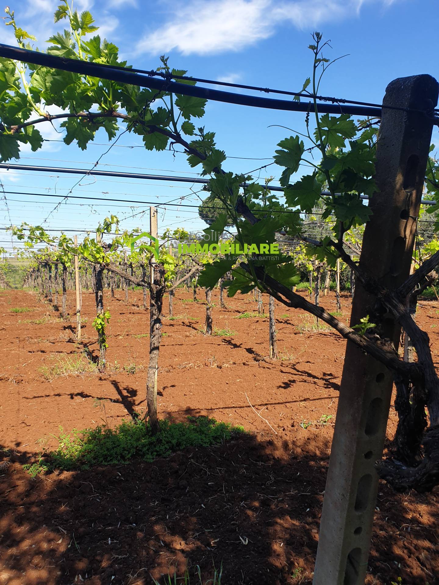 Terreno Agricolo in vendita a Cisterna di Latina