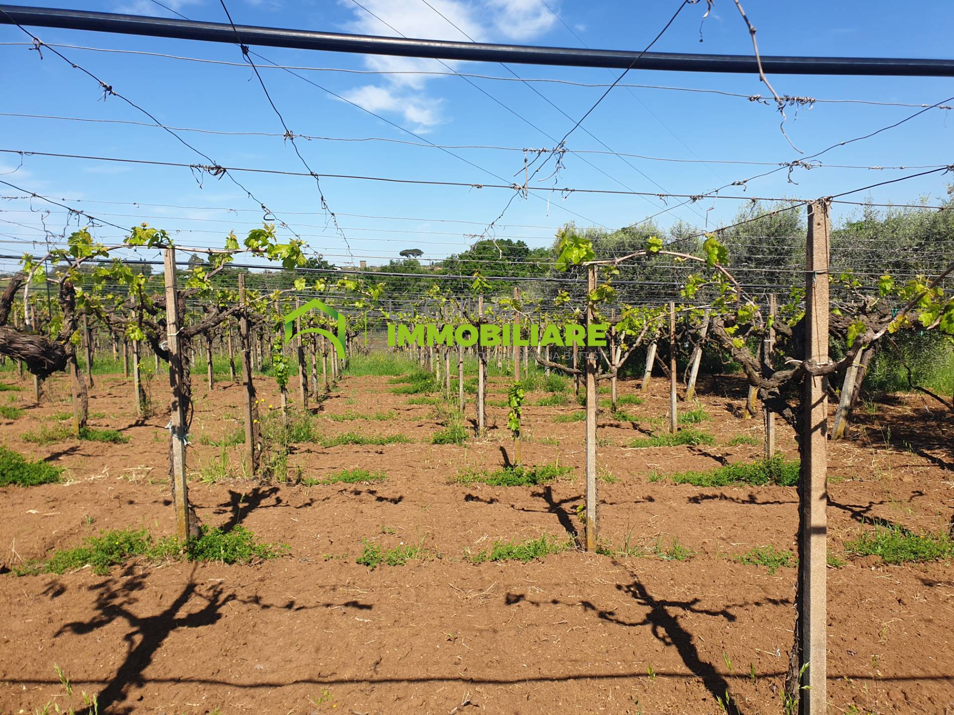 immagine annuncio 3 di 6