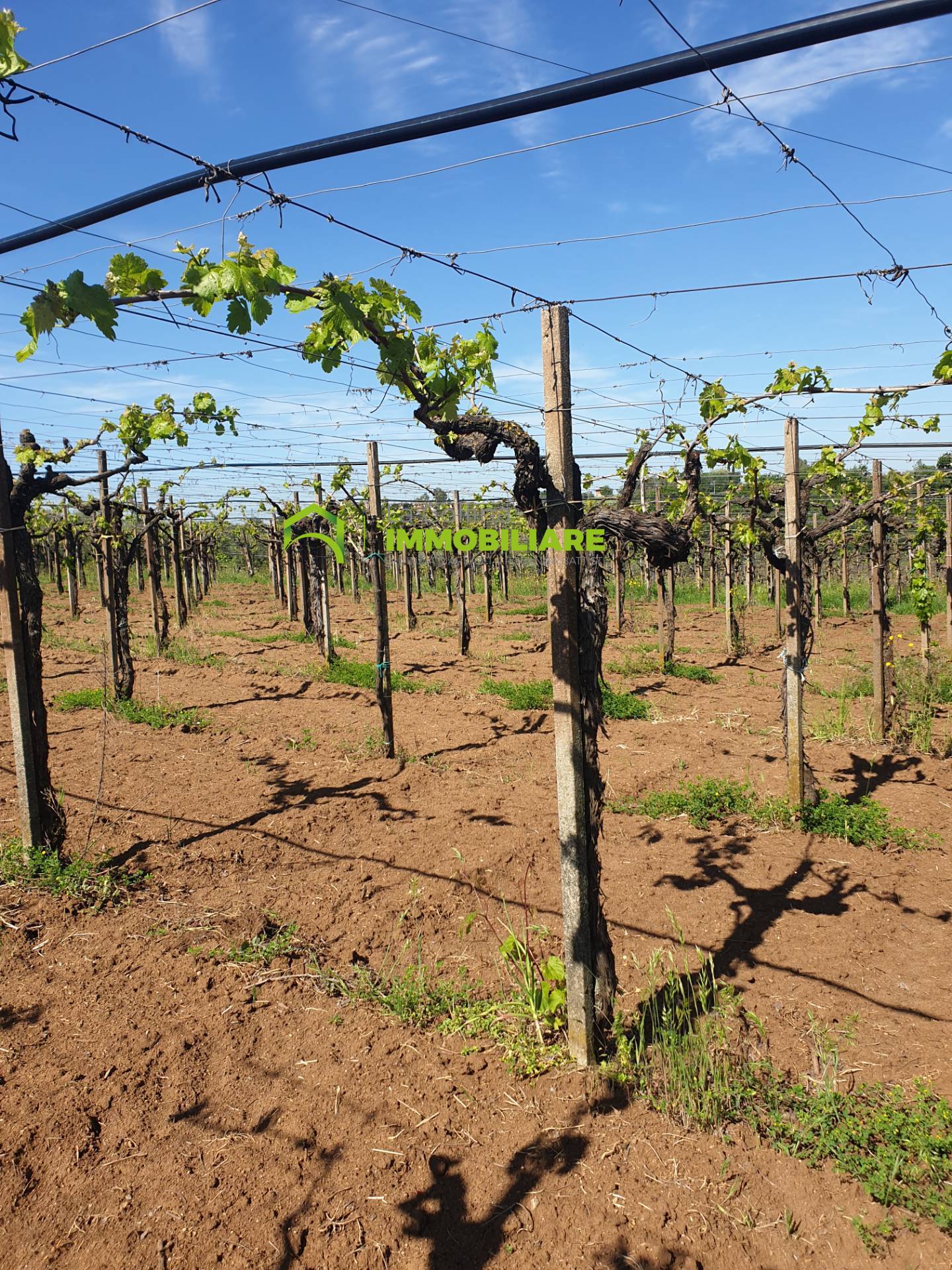 immagine annuncio 4 di 6