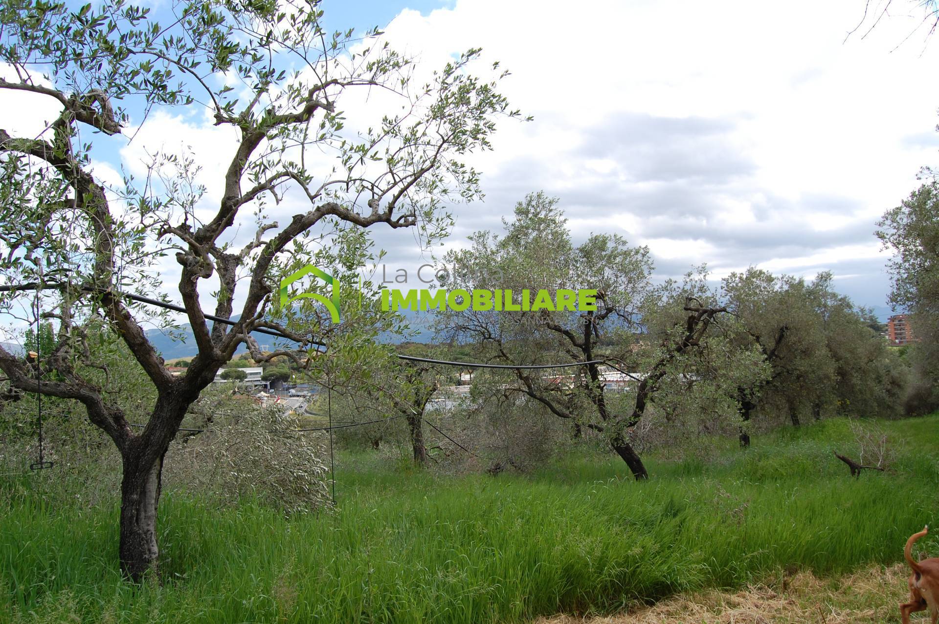 Terreno Agricolo con Magazzino in vendita a Cisterna di Latina, Le Castella