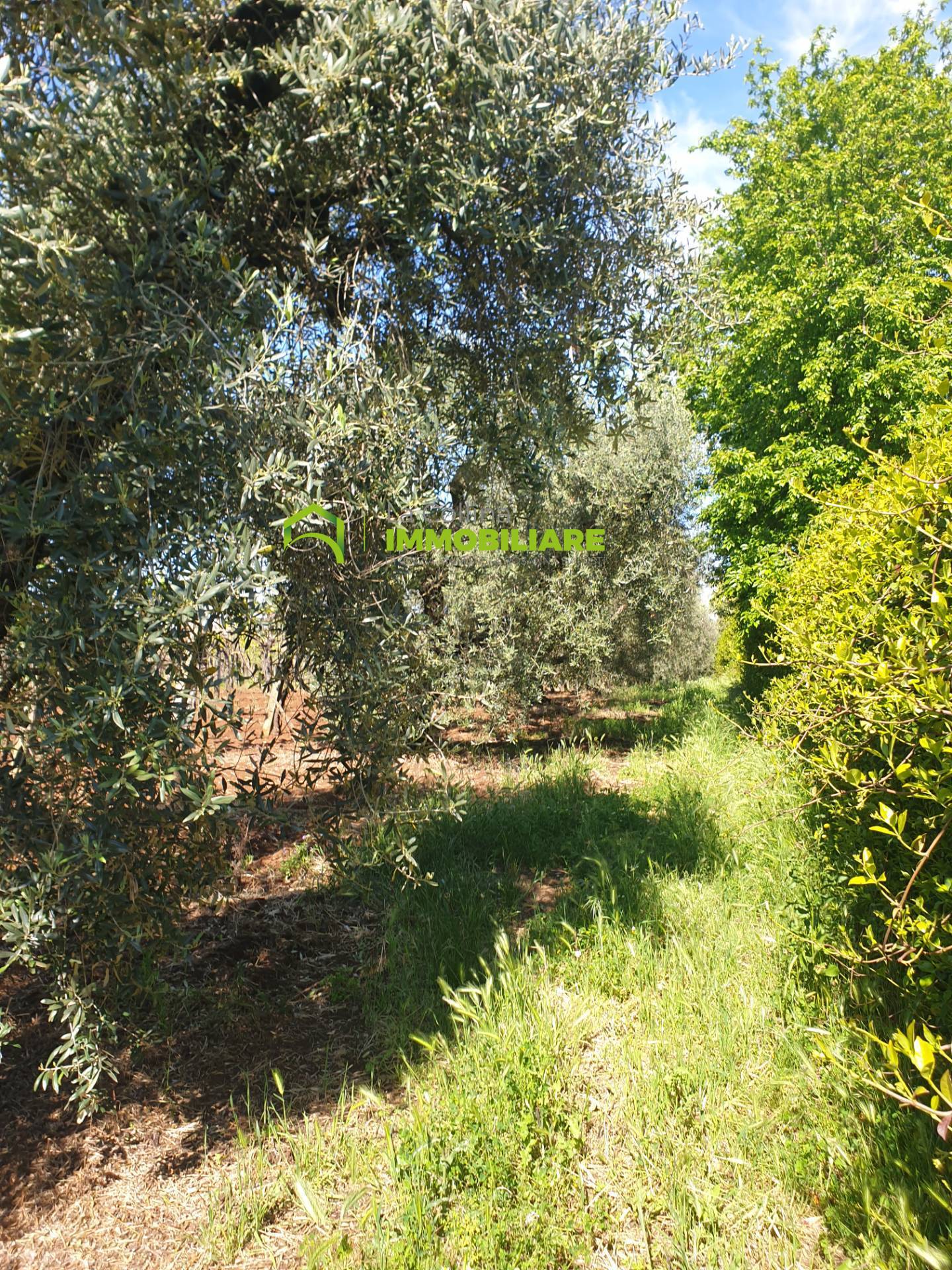 immagine annuncio 2 di 6