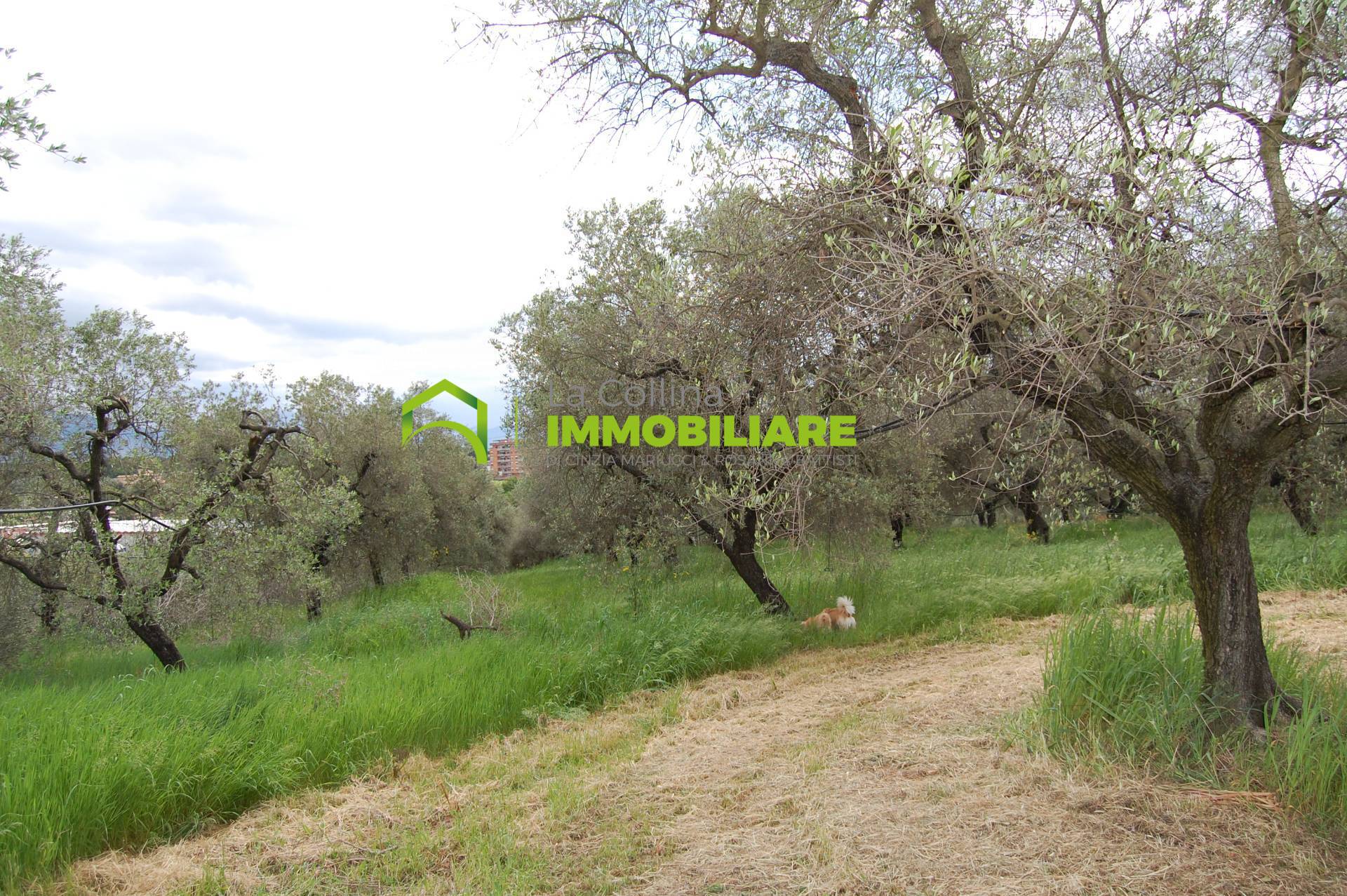 Terreno Agricolo con Magazzino in vendita a Cisterna di Latina, Le Castella