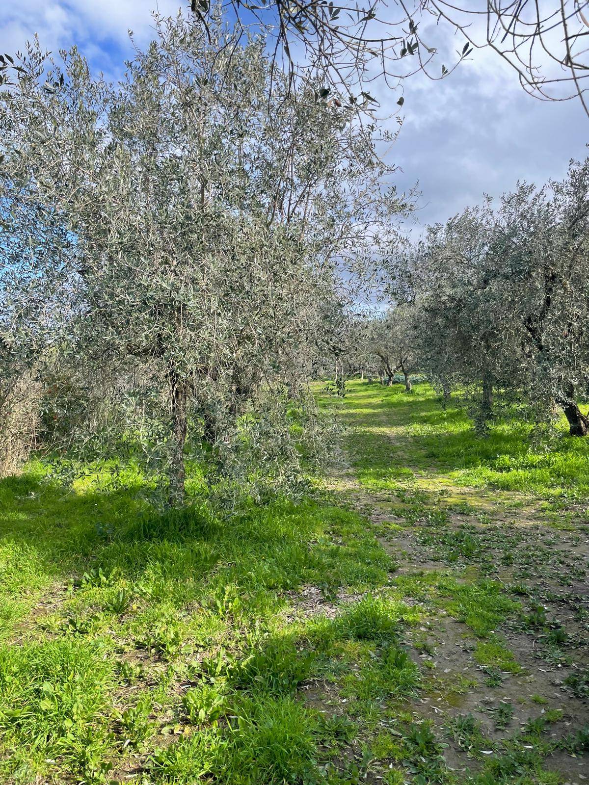 Terreno agricolo in vendita a Viterbo, Periferia