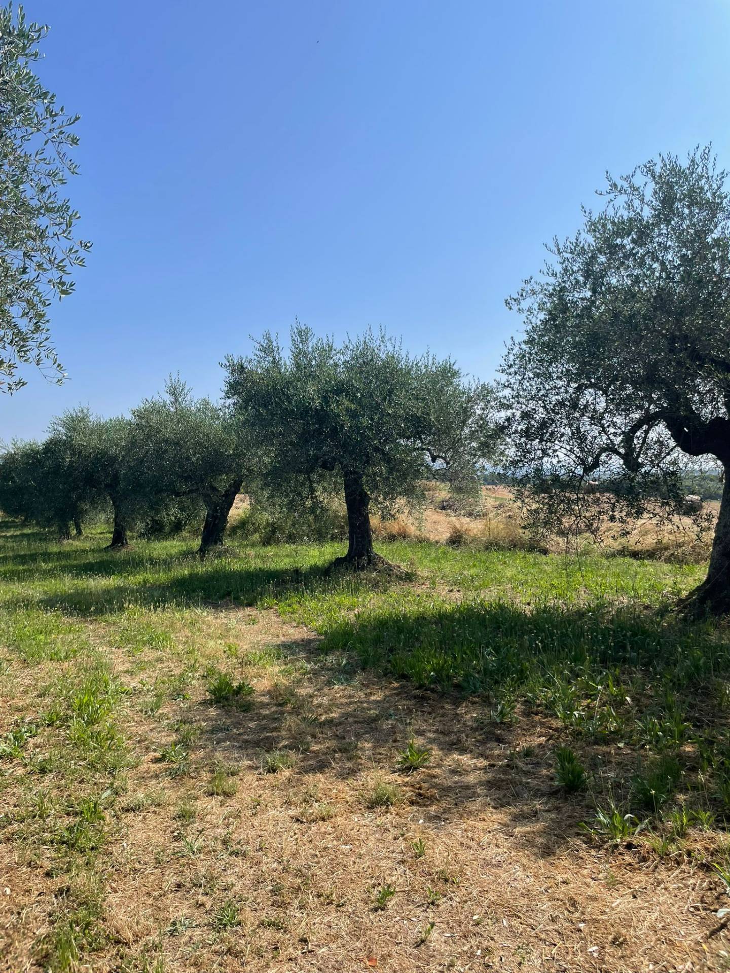 Terreno agricolo in vendita a Vitorchiano