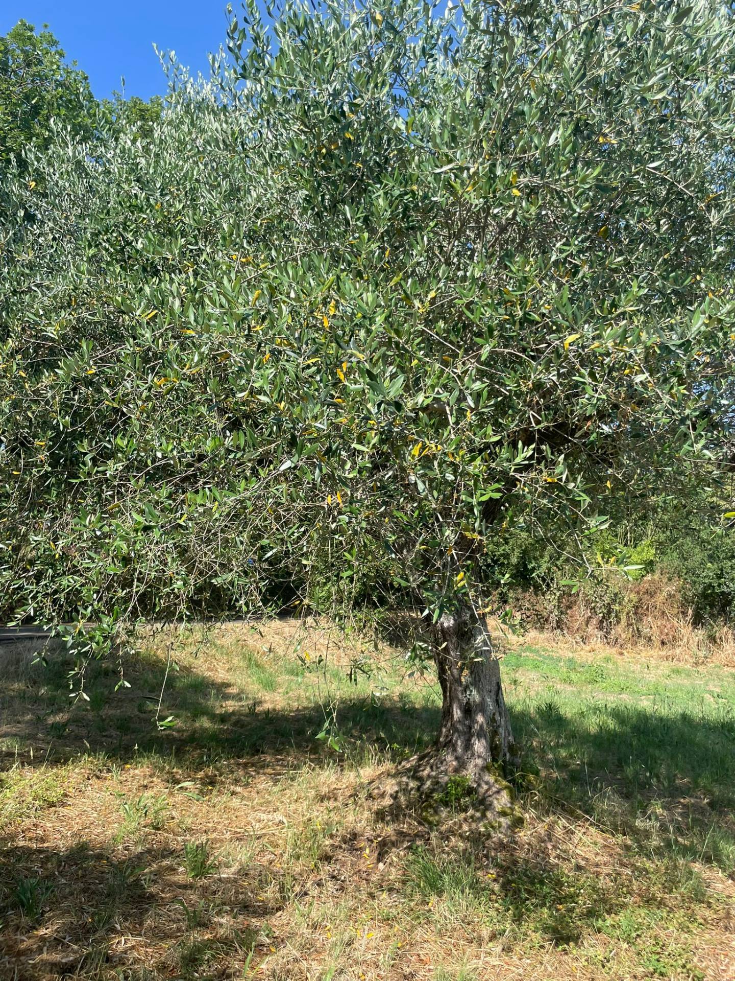 Terreno agricolo in vendita a Vitorchiano