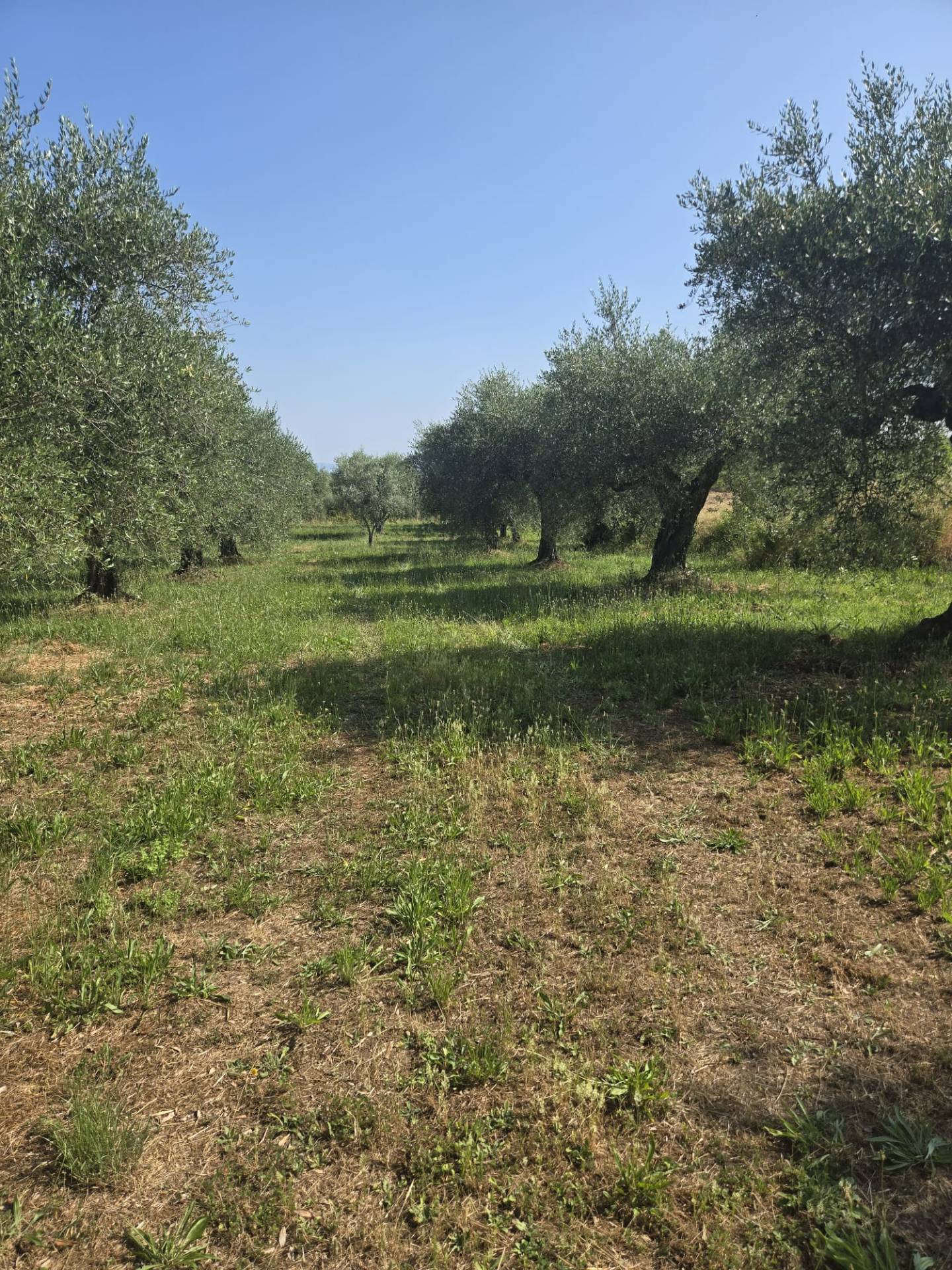 Terreno agricolo in vendita a Vitorchiano
