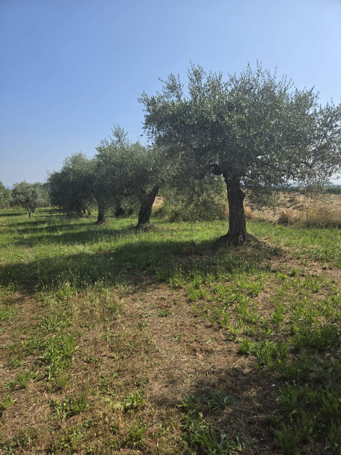 Terreno agricolo in vendita a Vitorchiano