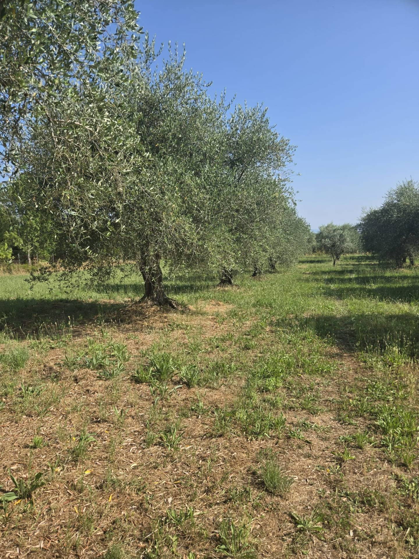 Terreno agricolo in vendita a Vitorchiano