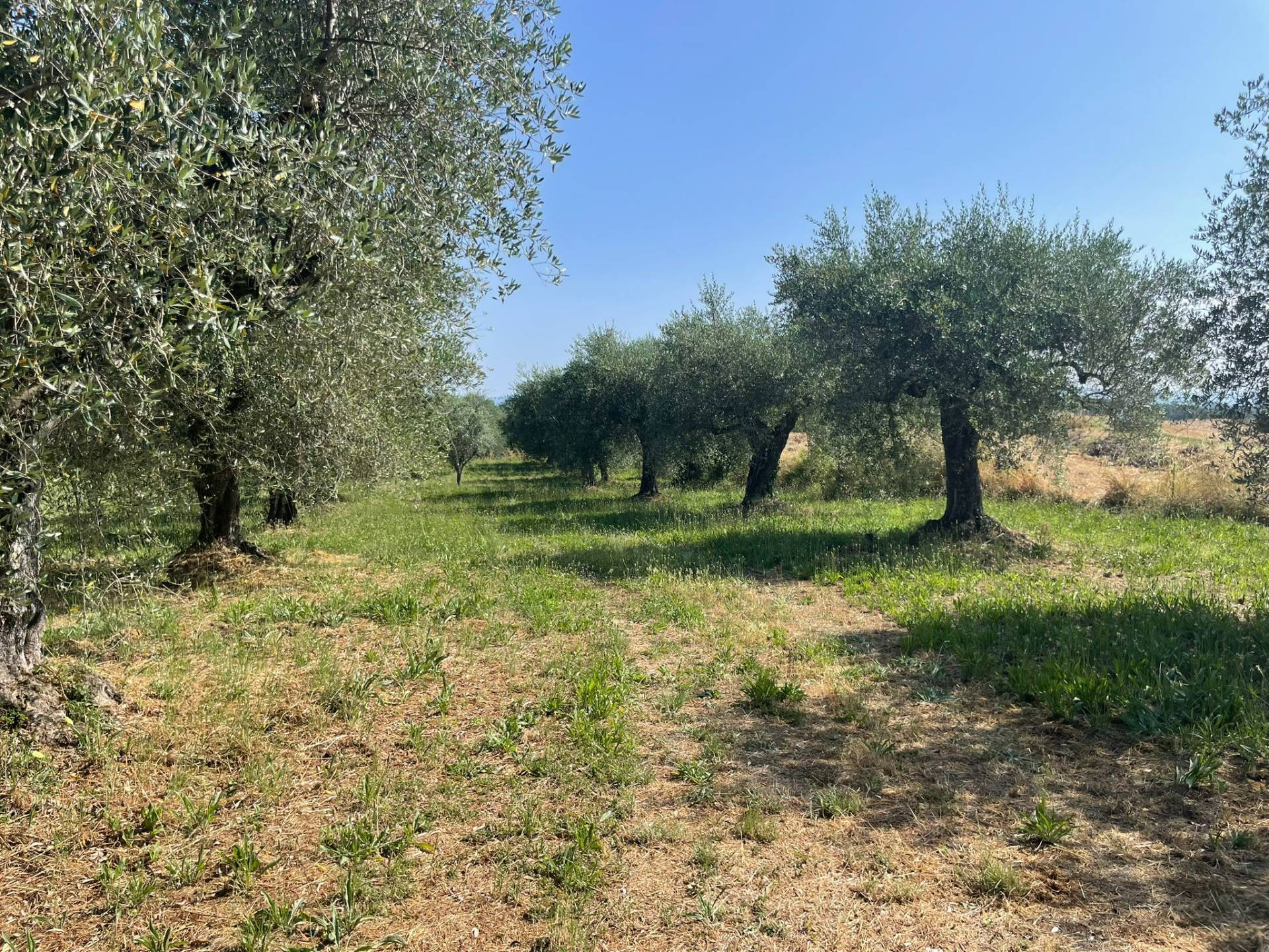 Terreno agricolo in vendita a Vitorchiano