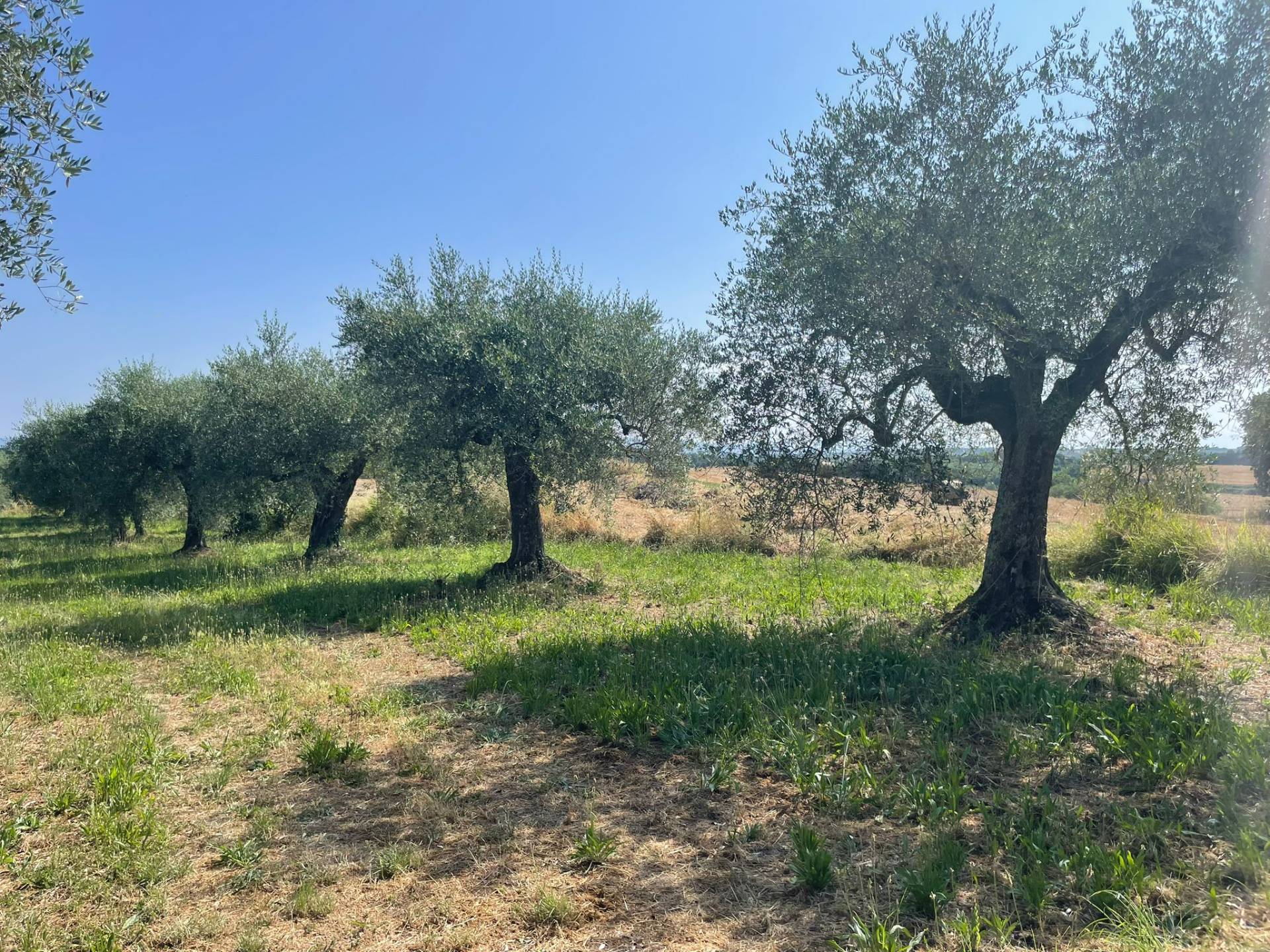 Terreno agricolo in vendita a Vitorchiano