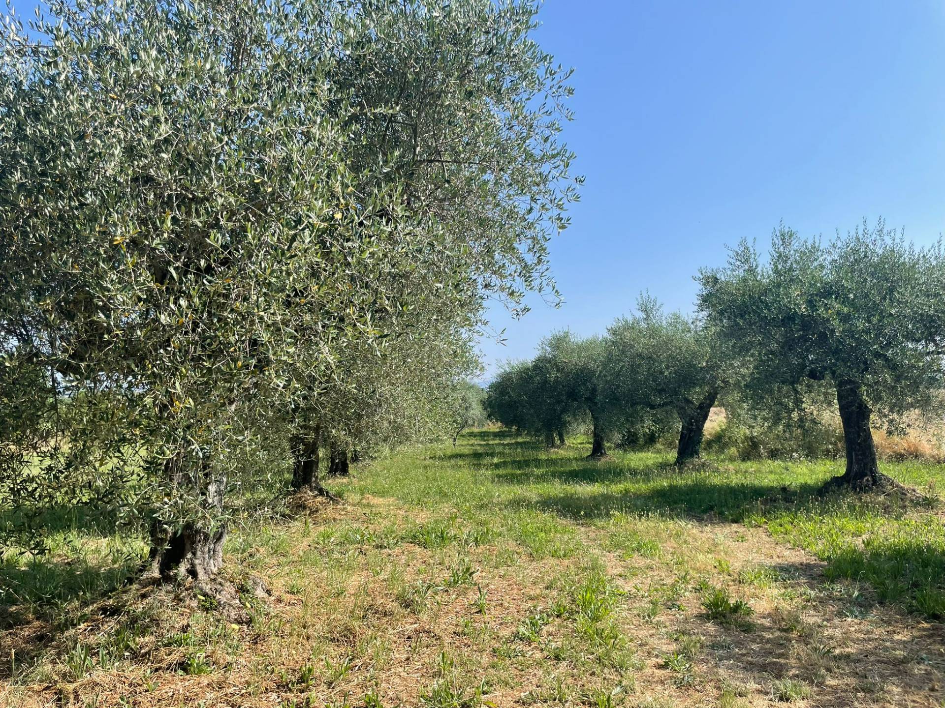 Terreno agricolo in vendita a Vitorchiano