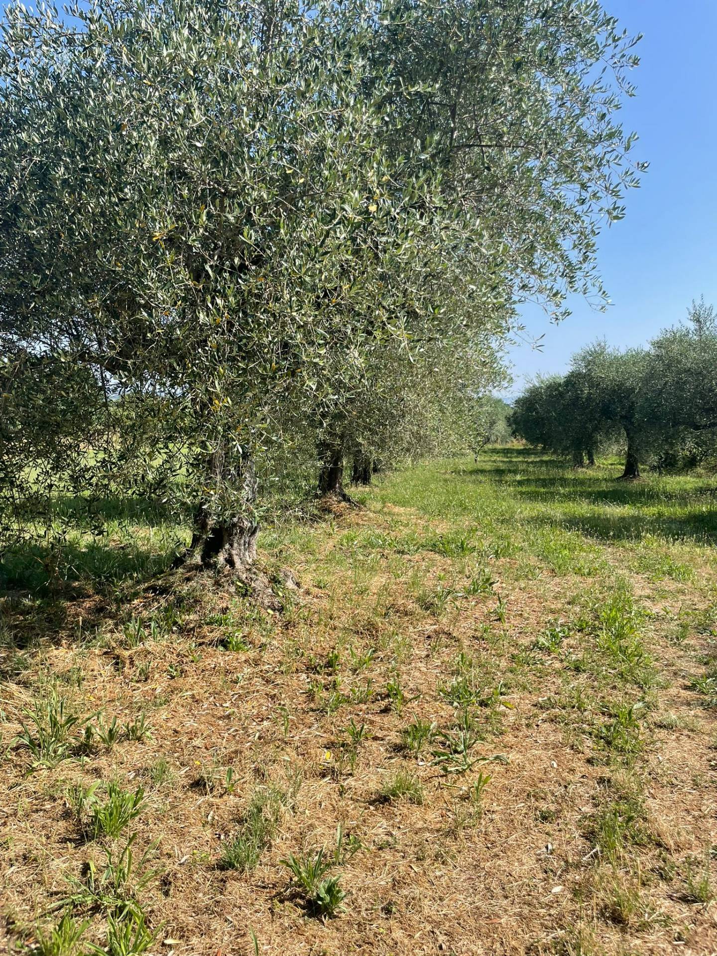 Terreno agricolo in vendita a Vitorchiano