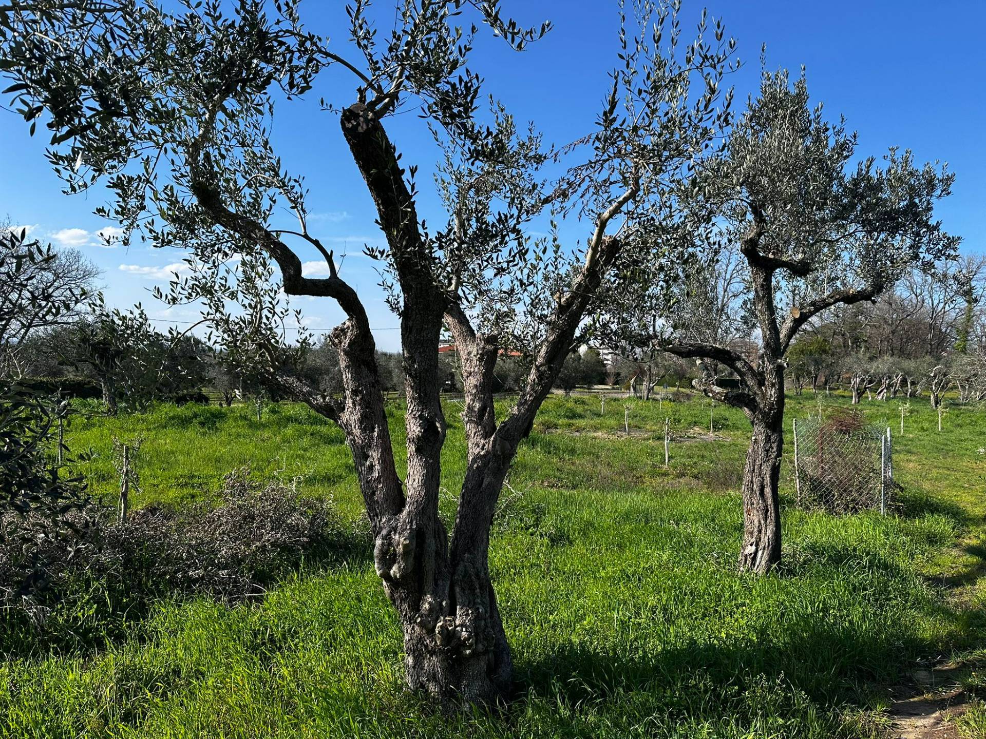 Terreno agricolo in vendita a Viterbo, Periferia