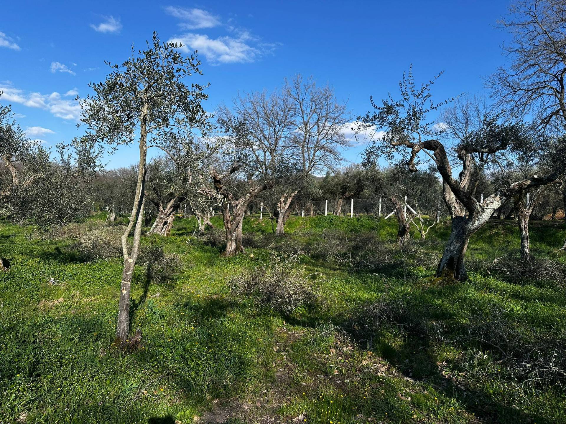 Terreno agricolo in vendita a Viterbo, Periferia