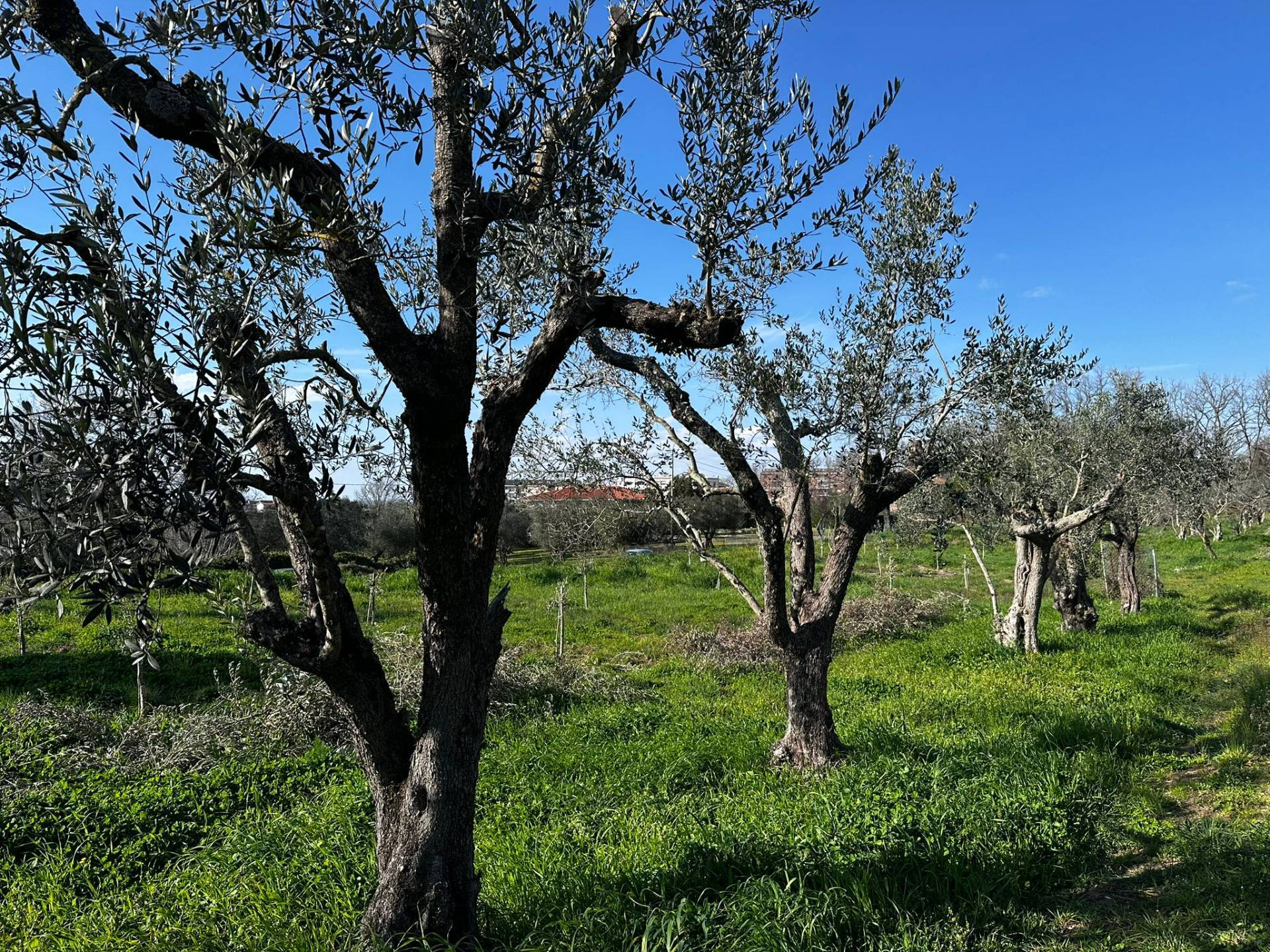 Terreno agricolo in vendita a Viterbo, Periferia
