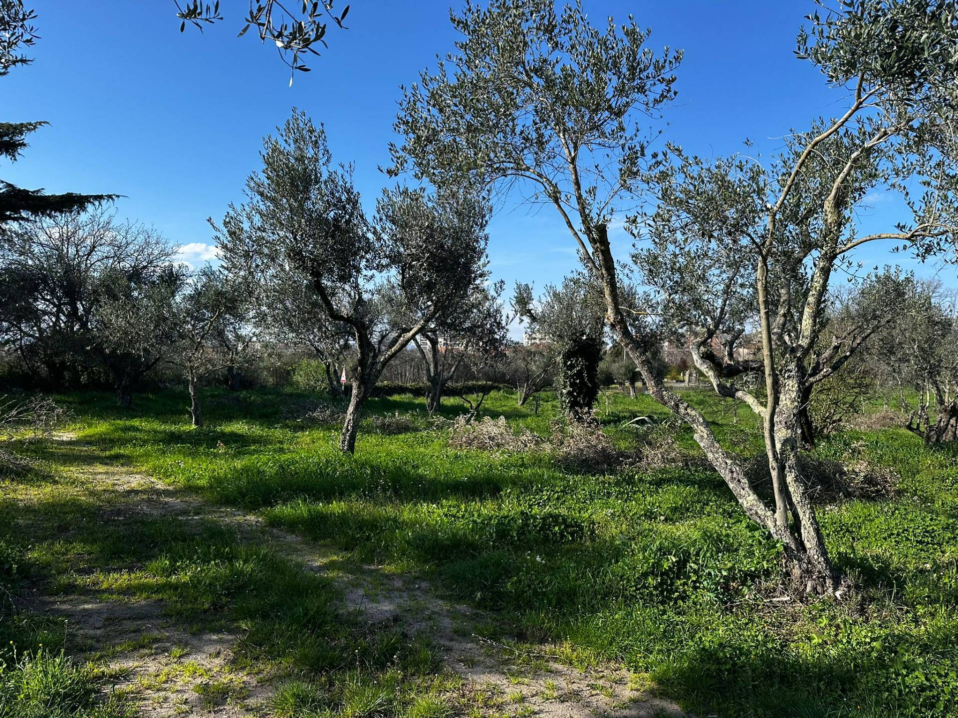 Terreno agricolo in vendita a Viterbo, Periferia