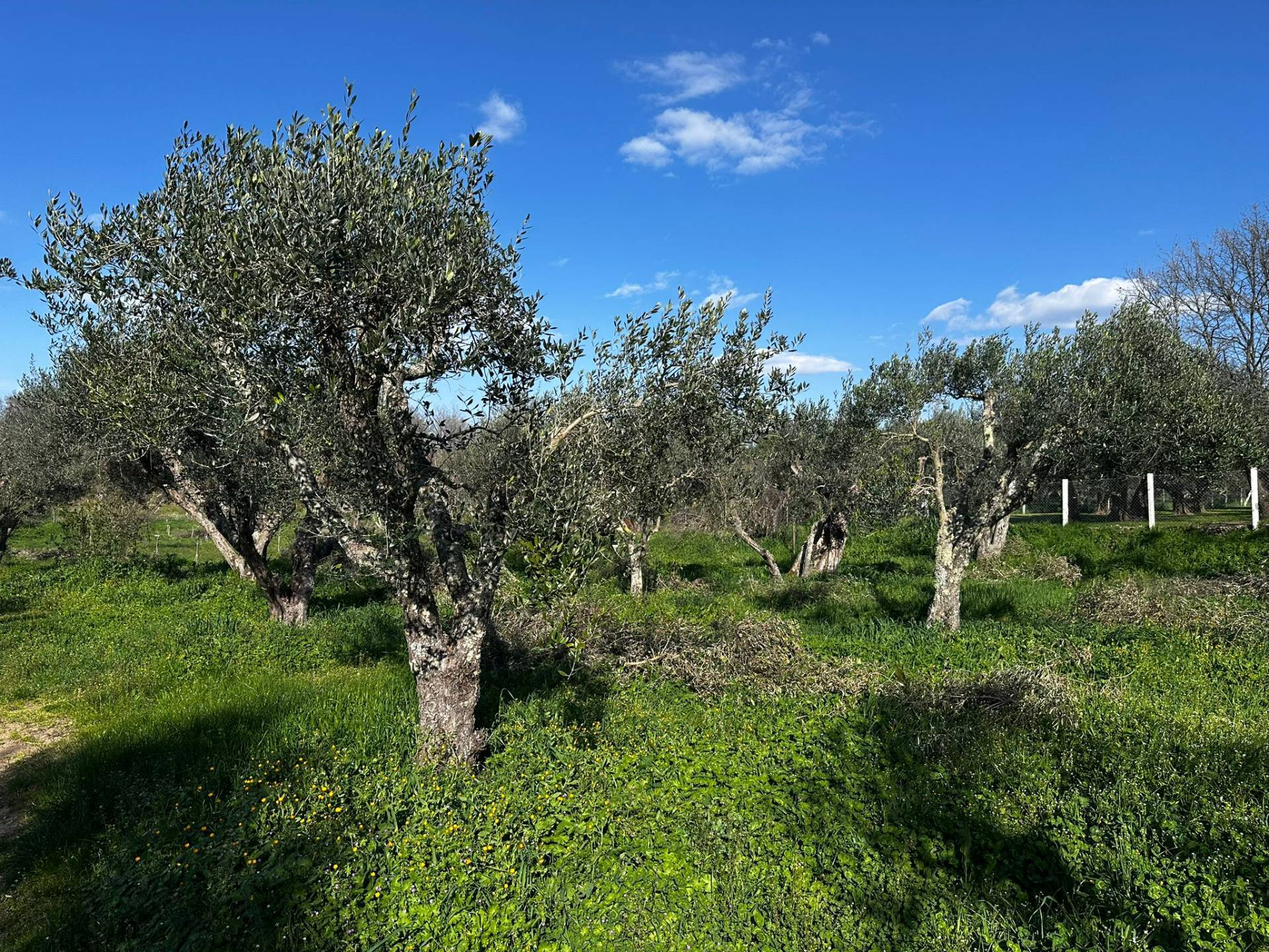 Terreno agricolo in vendita a Viterbo, Periferia