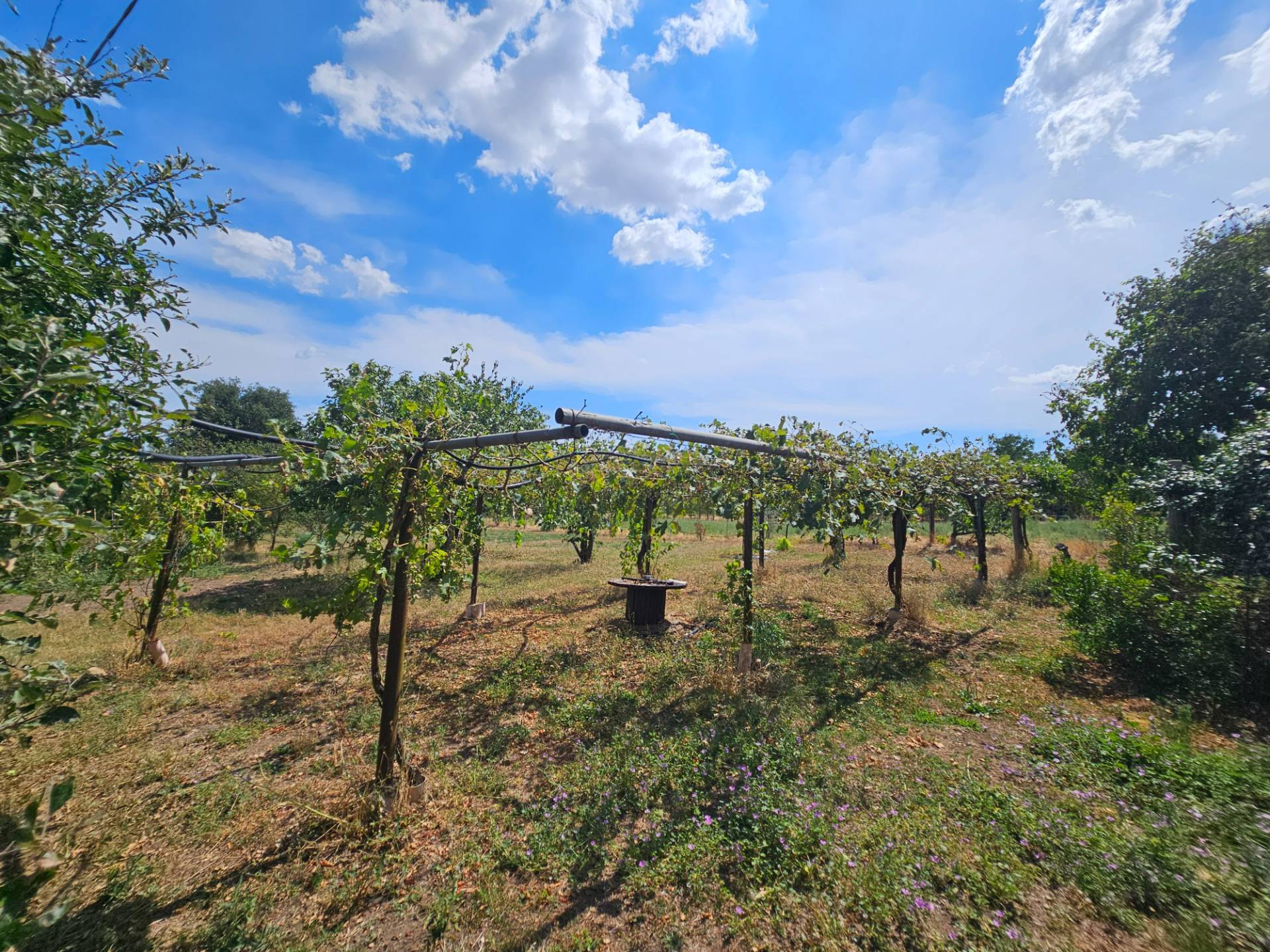 Terreno agricolo in vendita a Viterbo, Periferia