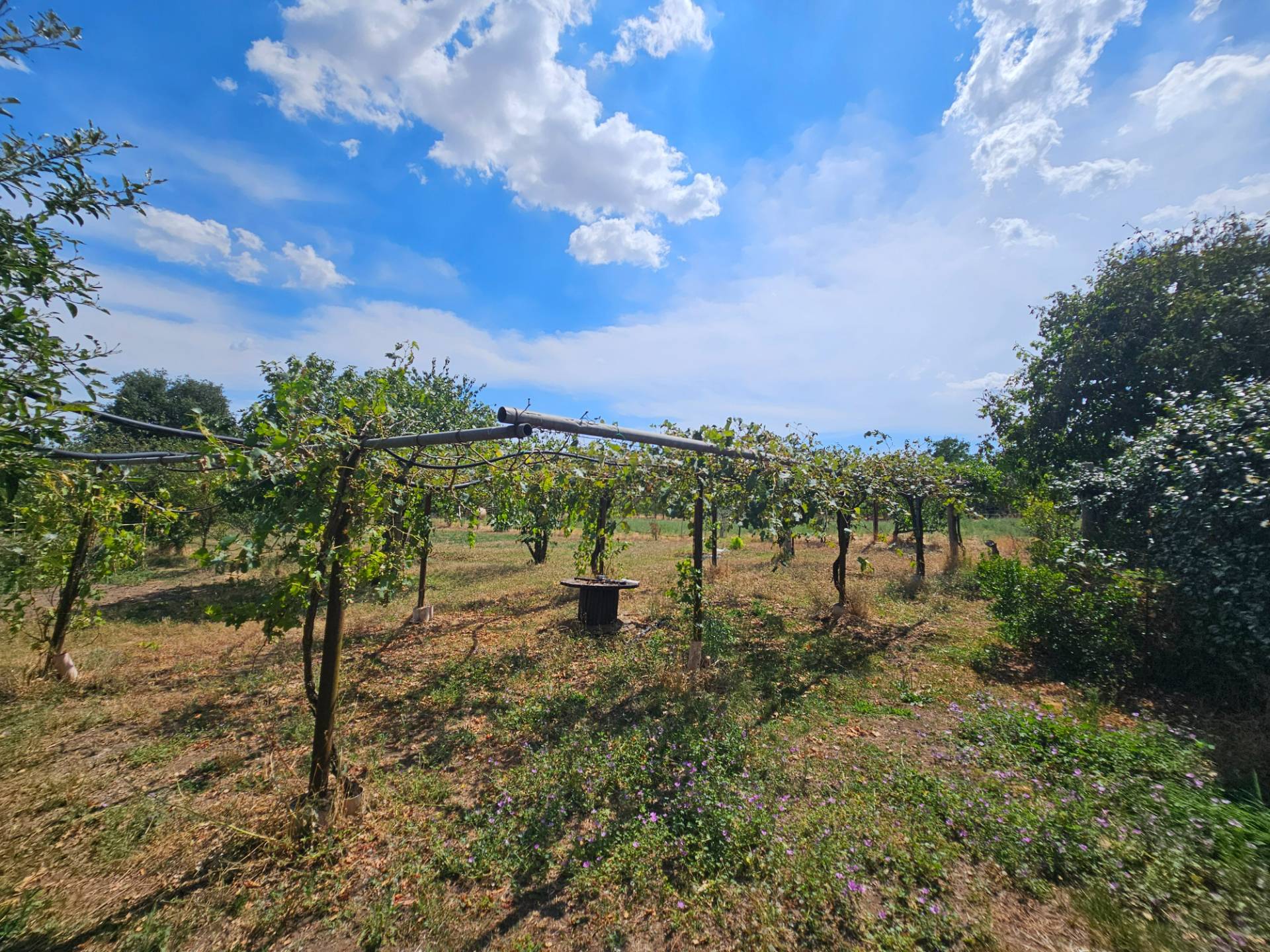 Terreno agricolo in vendita a Viterbo, Periferia