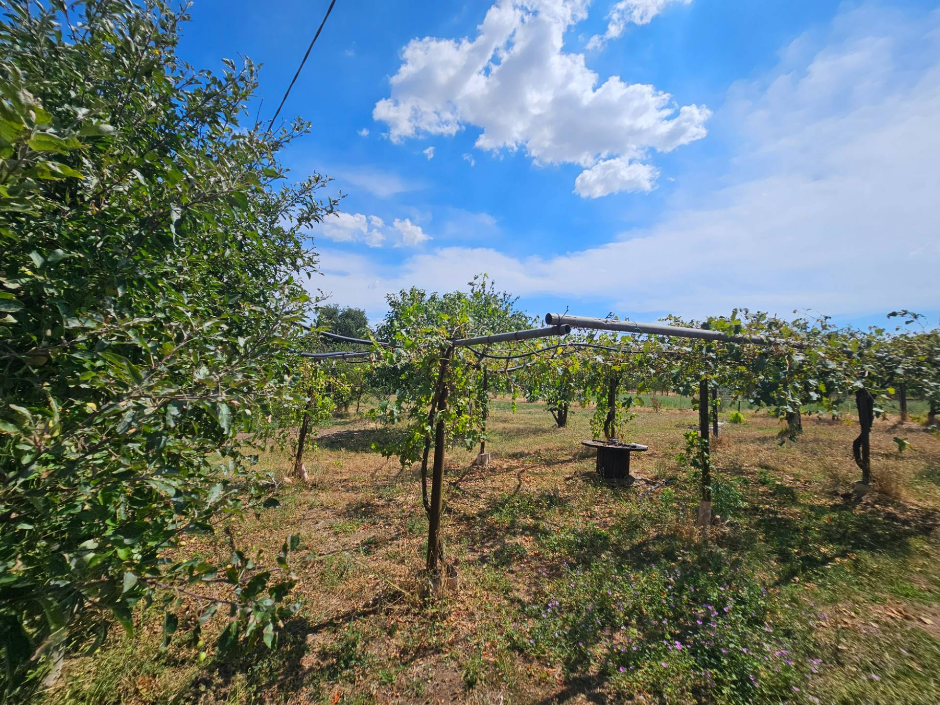 Terreno agricolo in vendita a Viterbo, Periferia