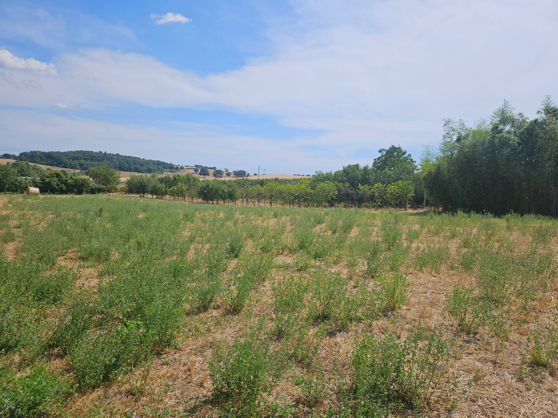Terreno agricolo in vendita a Viterbo, Periferia