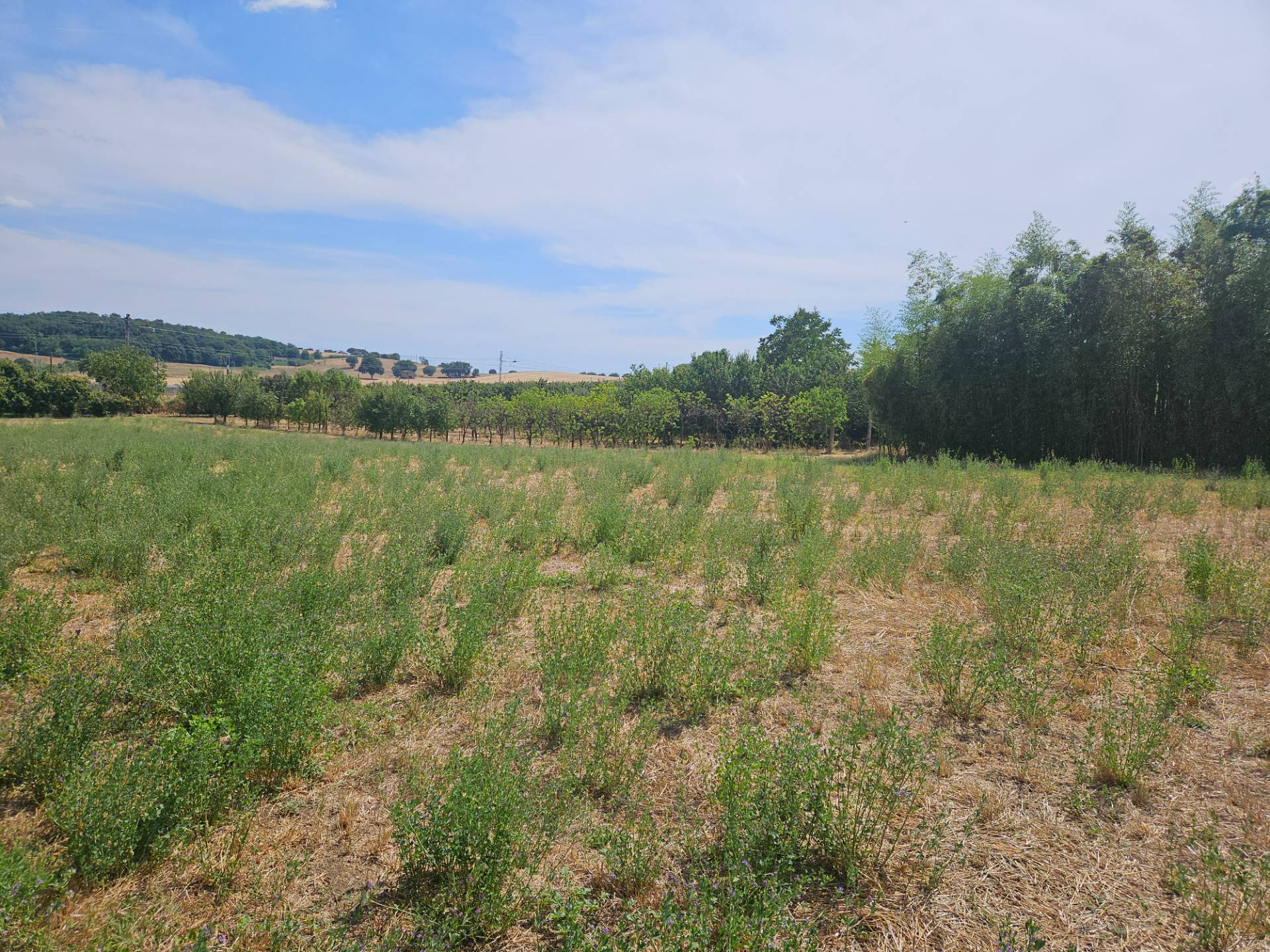 Terreno agricolo in vendita a Viterbo, Periferia