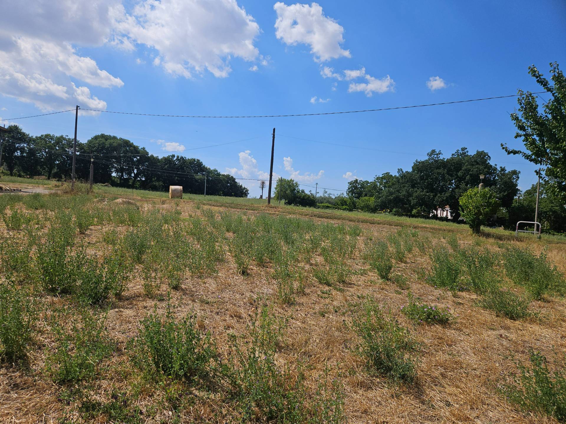 Terreno agricolo in vendita a Viterbo, Periferia
