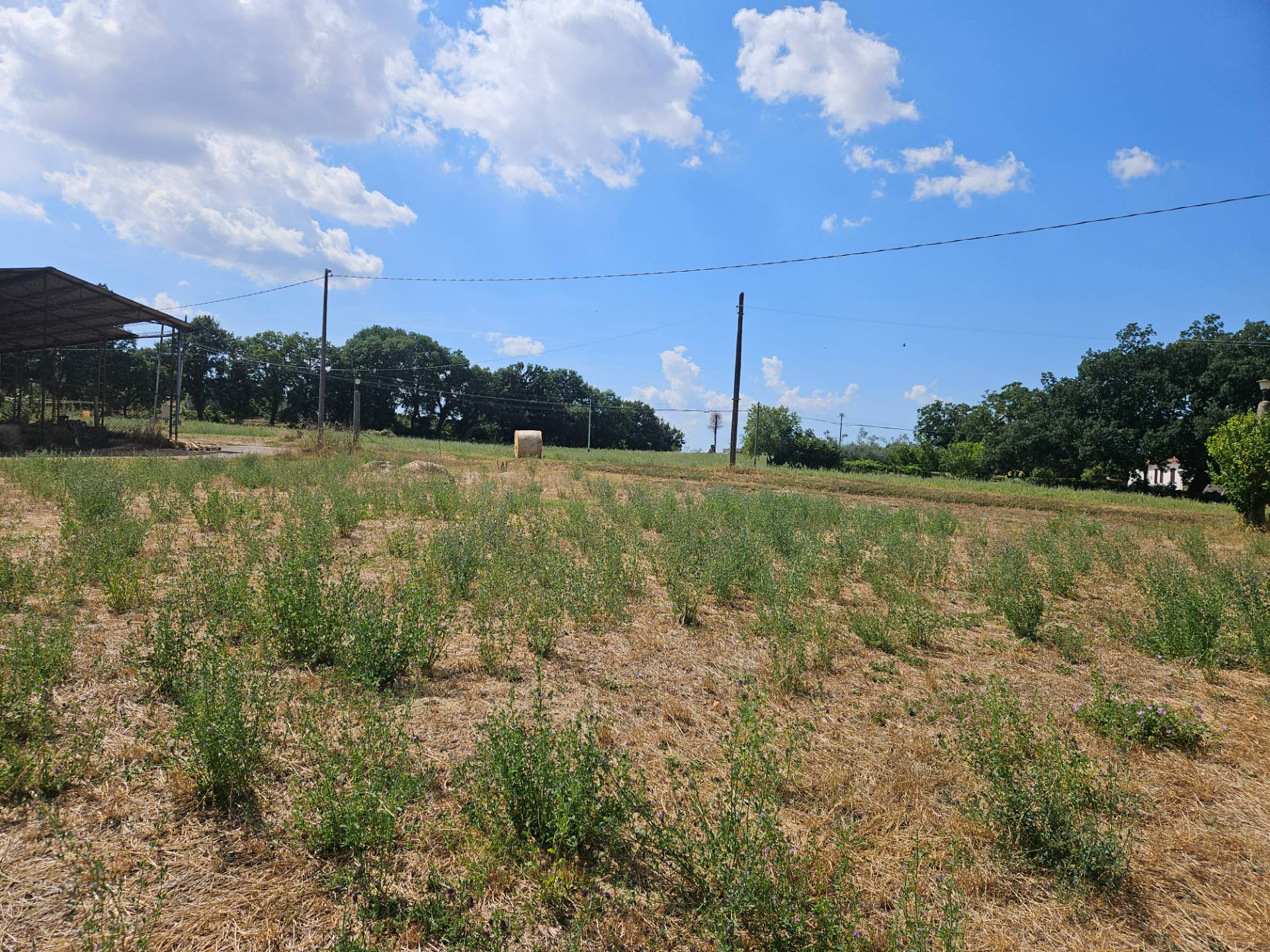 Terreno agricolo in vendita a Viterbo, Periferia
