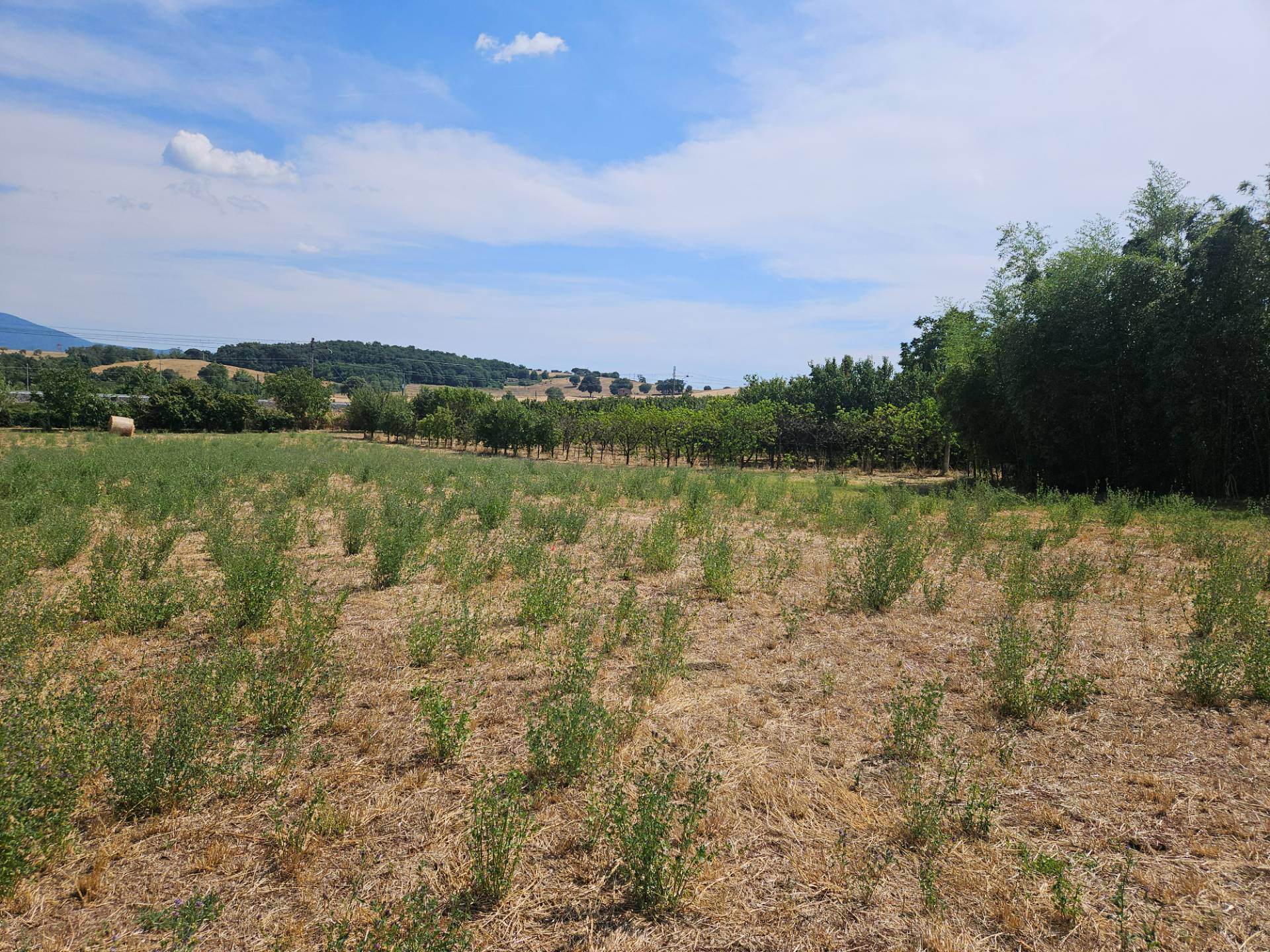 Terreno agricolo in vendita a Viterbo, Periferia